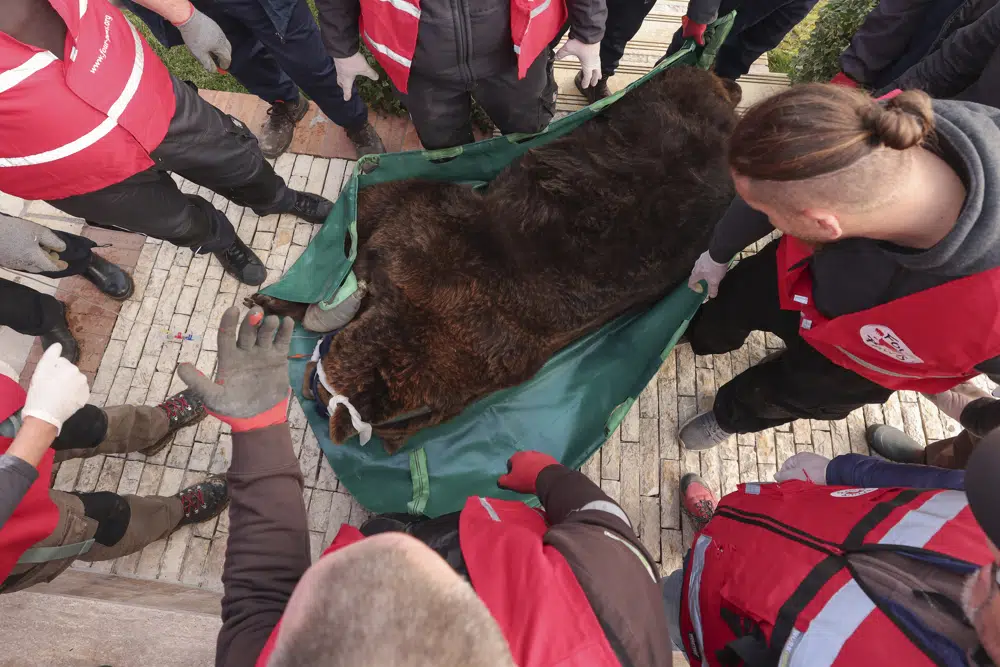 Aktivistët e organizatës bamirëse për të drejtat e kafshëve "Four Paws" mbajnë ariun kafe të qetësuar të quajtur Mark, pasi u shpëtua nga një kafaz i vogël në Tiranë, të mërkurën, 7 dhjetor 2022. Marku, një ari 24-vjeçar u mbajt në një kafaz prej 20 vitesh në një restorant në kryeqytetin Tiranë. Ariu i fundit kafe i Shqipërisë në robëri është shpëtuar nga një organizatë ndërkombëtare për mbrojtjen e kafshëve dhe është dërguar në një vend të shenjtë në Austri. (AP Photo/Franc Zhurda)