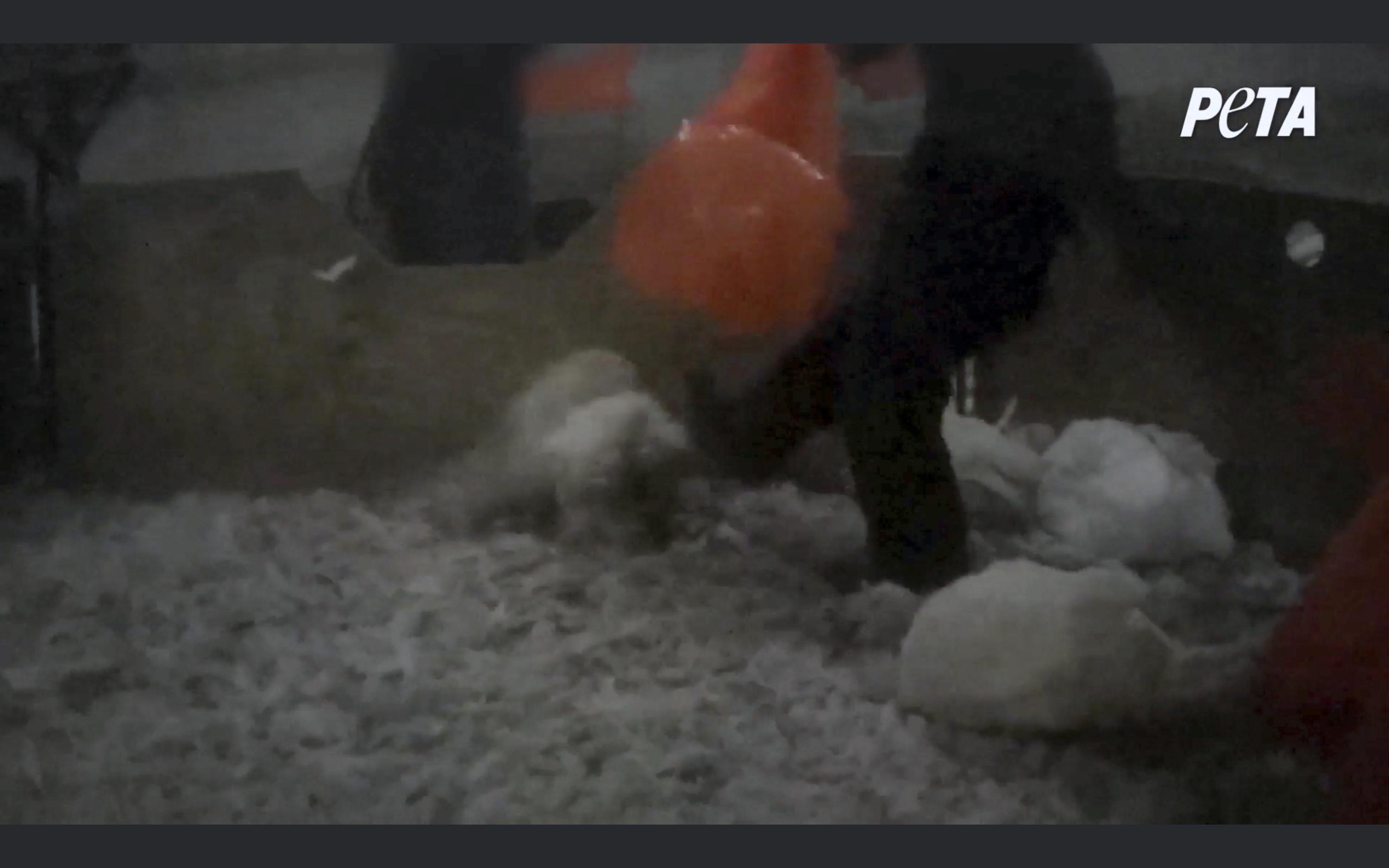 11 turkey farm workers charged with cruelty caught on video | AP News