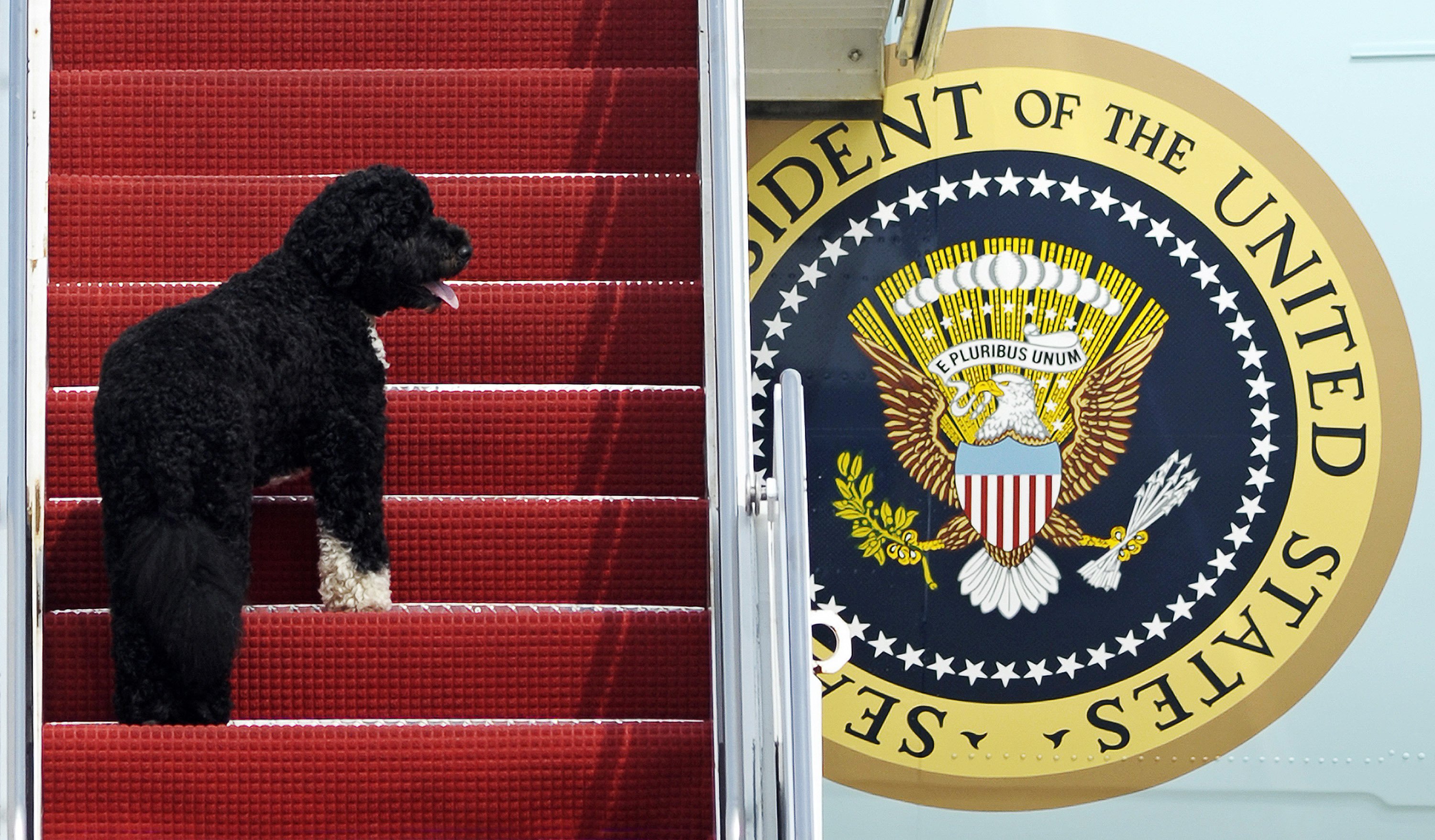 Biden’s 2 dogs settle in the White House
