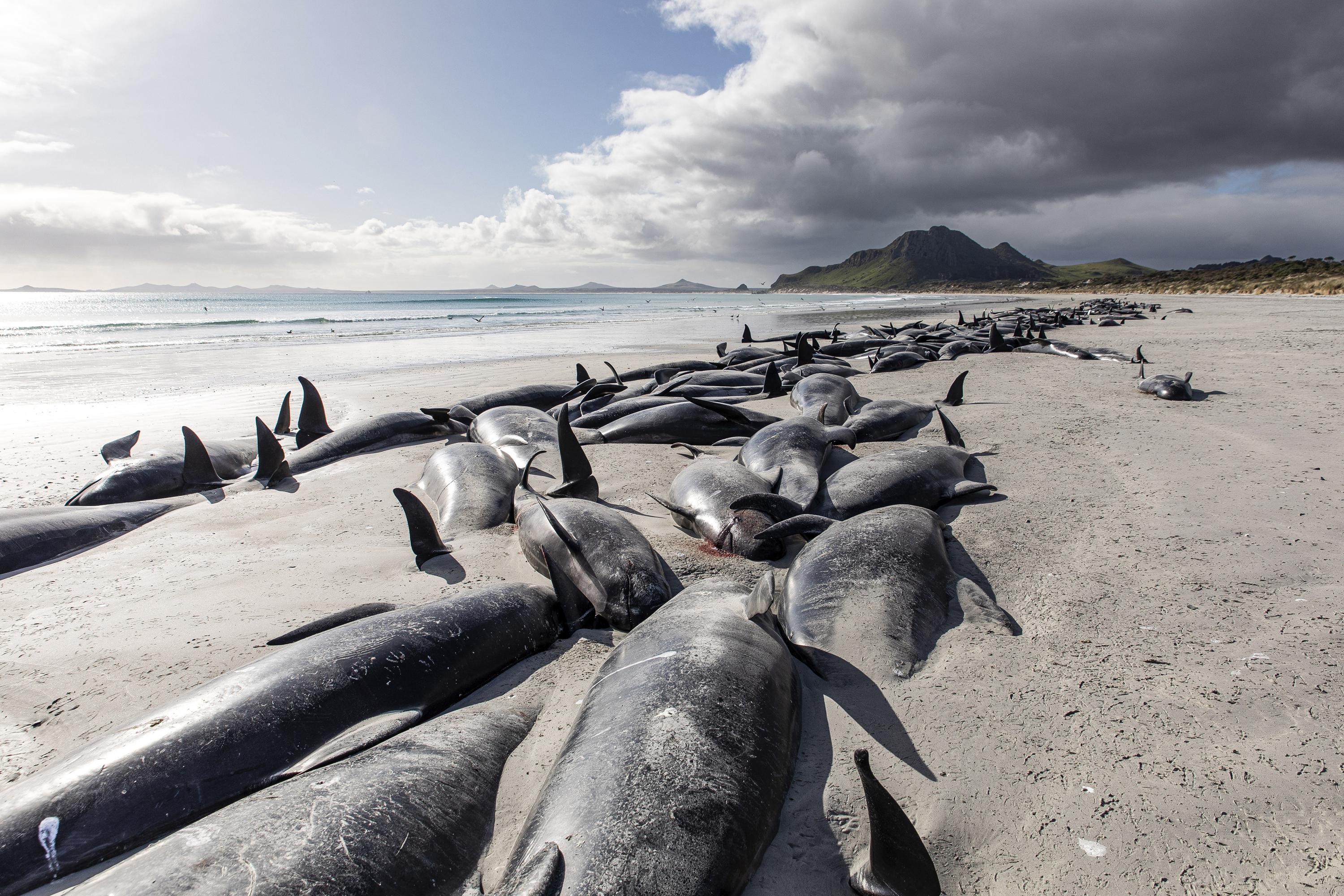 477 whales die in 'heartbreaking' New Zealand strandings