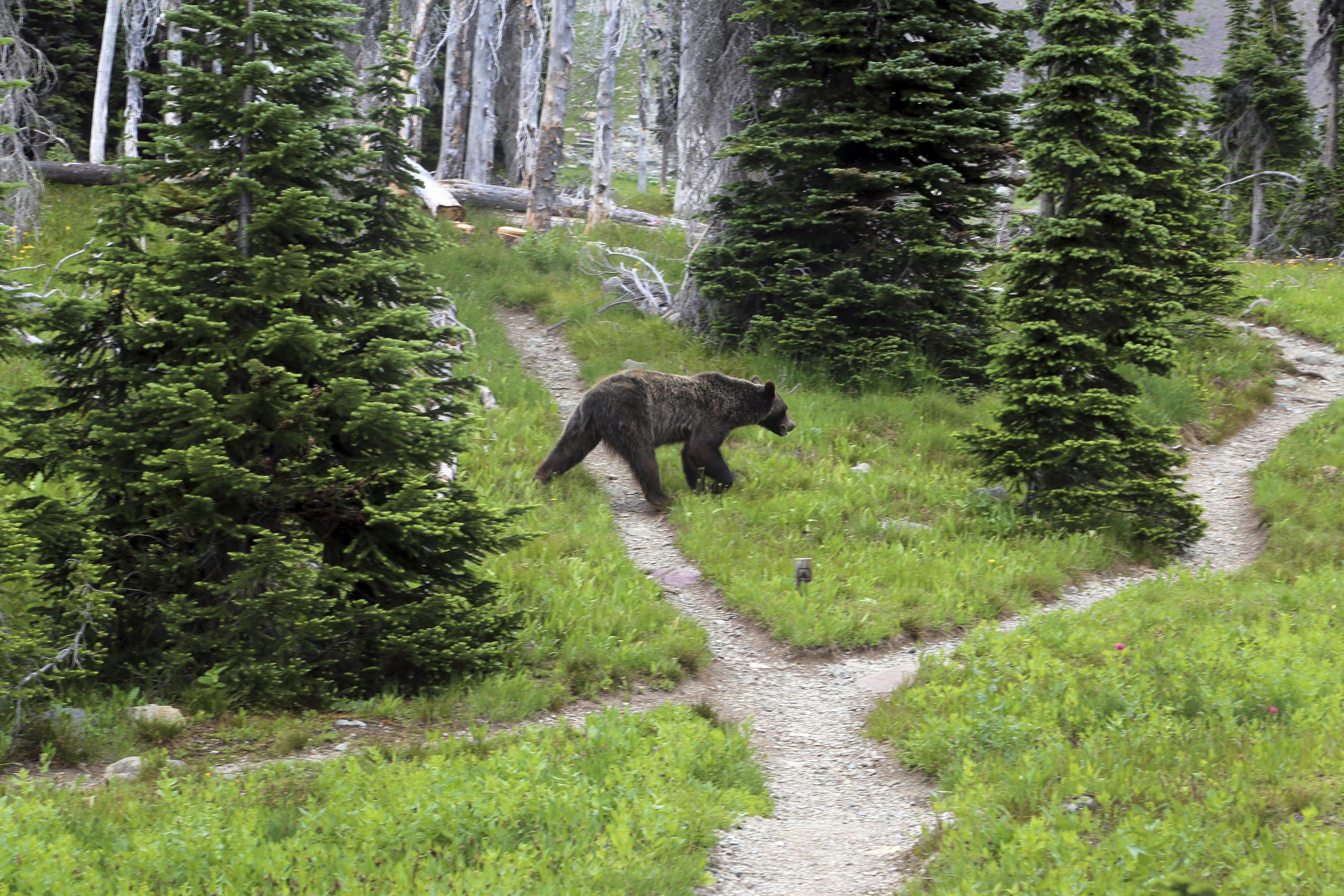 Bears In Montana