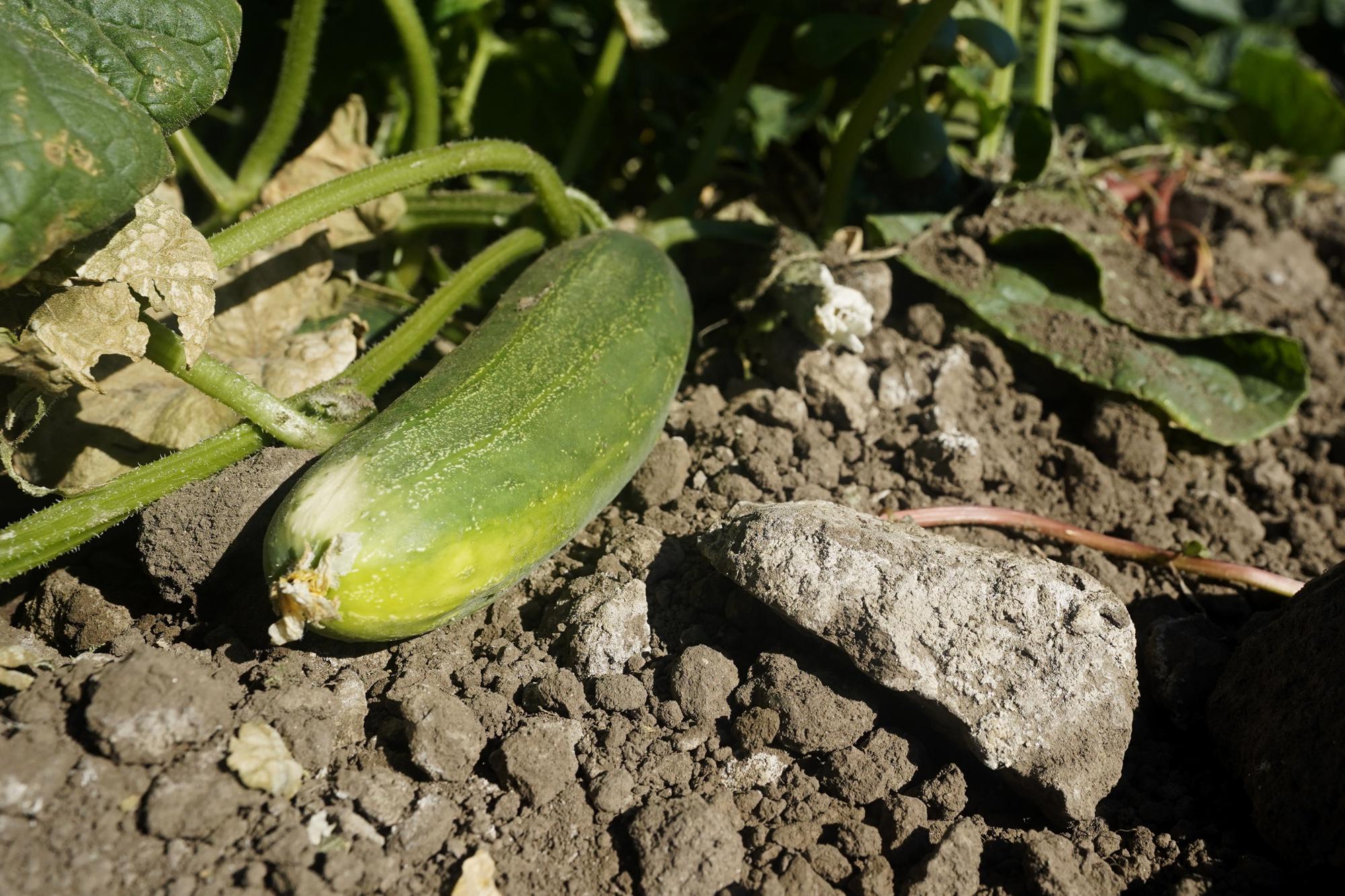 A saltwater stained rock lies next to a cucumber in the field of farmer Bobby Costa near Tracy, Calif., on Thursday, July 21, 2022. He gets water from rivers in the Delta rivers, delivered by an irrigation district through a ditch on his property. This year, the water’s higher salt content is evident, leaving white stains on the dirt in his fields and hurting his cucumber crop. (AP Photo/Rich Pedroncelli)