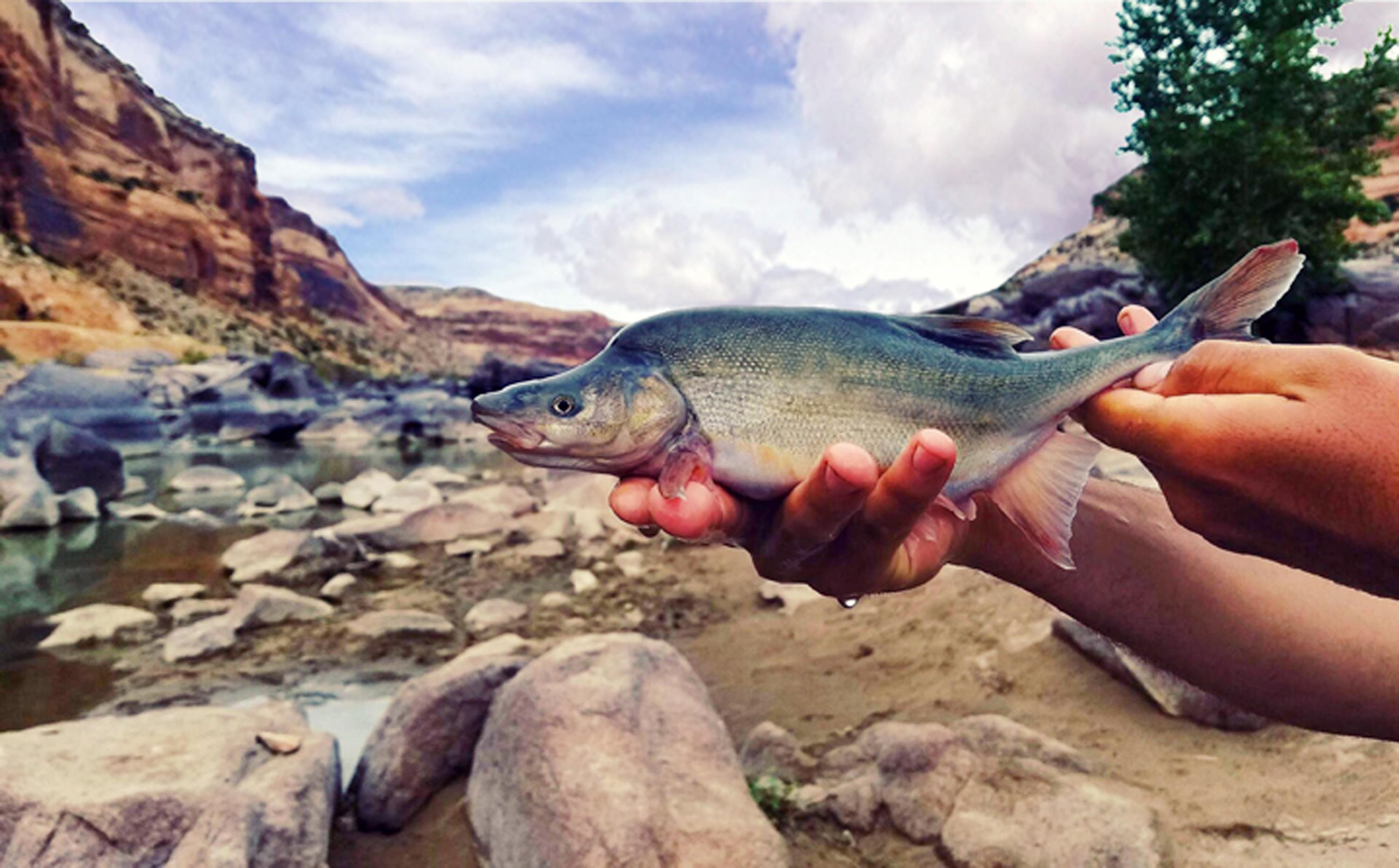 The story and meaning of the song 'When I Was a Dinosaur - Trout Fishing in  America 