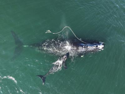 FILE - This Dec. 2, 2021, photo provided by the Georgia Department of Natural Resources shows an endangered North Atlantic right whale entangled in fishing rope being sighted with a newborn calf in waters near Cumberland Island, Ga. The federal government hasn't done enough to protect a rare species of whale from lethal entanglement in lobster fishing gear, and new rules are needed to protect the species from extinction, a judge has ruled, Friday, July 8, 2022.  (Georgia Department of Natural Resources/NOAA Permit #20556 via AP)