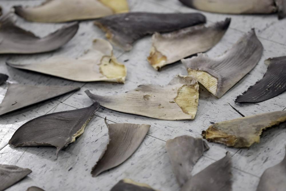 Feds target US companies caught in lucrative shark fin trade