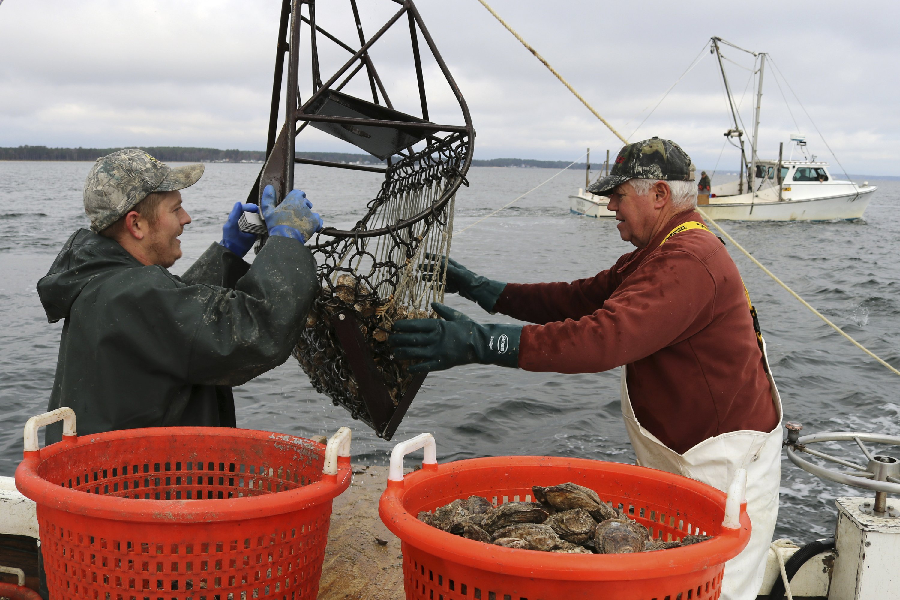 Chesapeake Bay oysters get more attention at pivotal time AP News