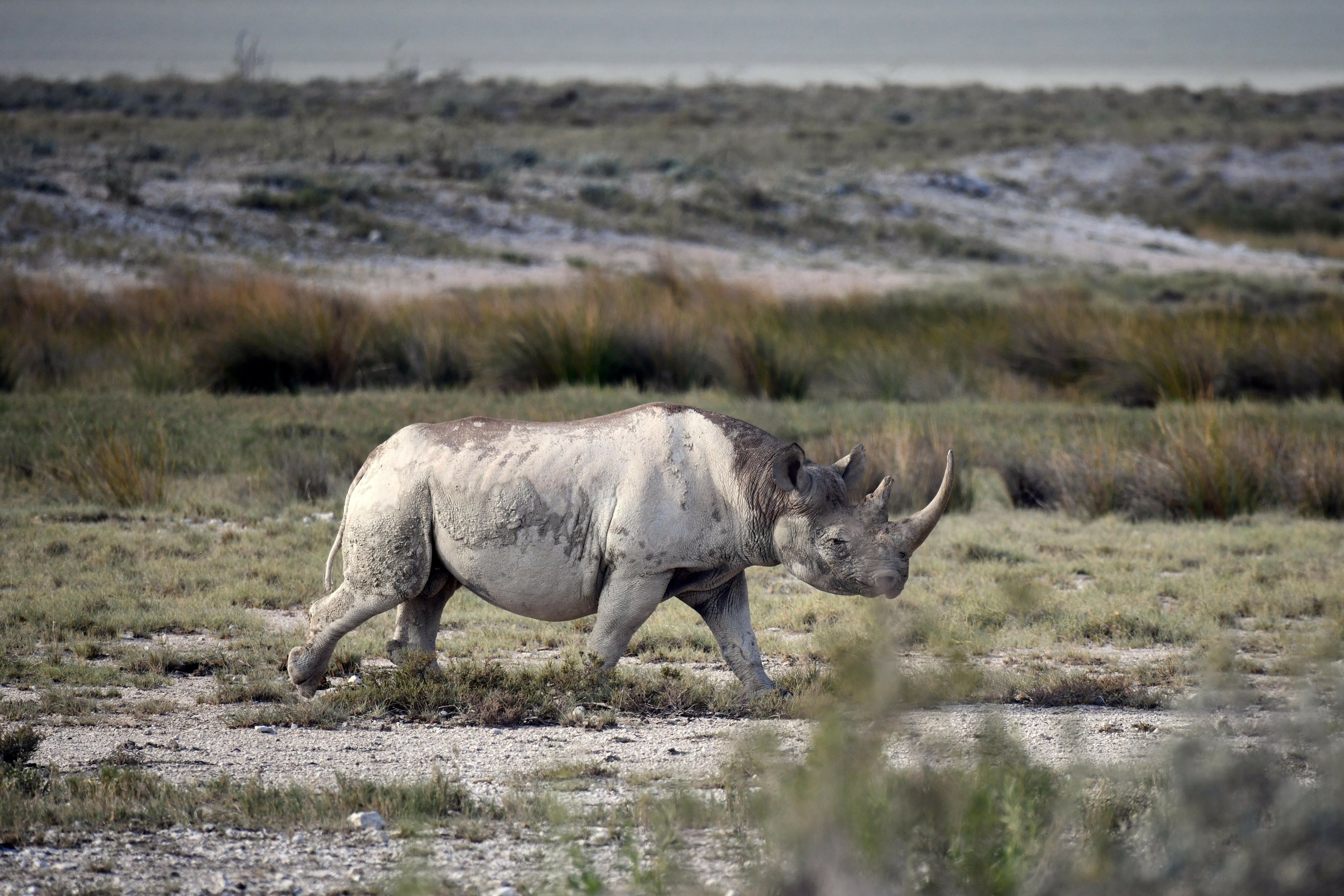 From Tusks To Tails Nations Eye Trade In Endangered Species