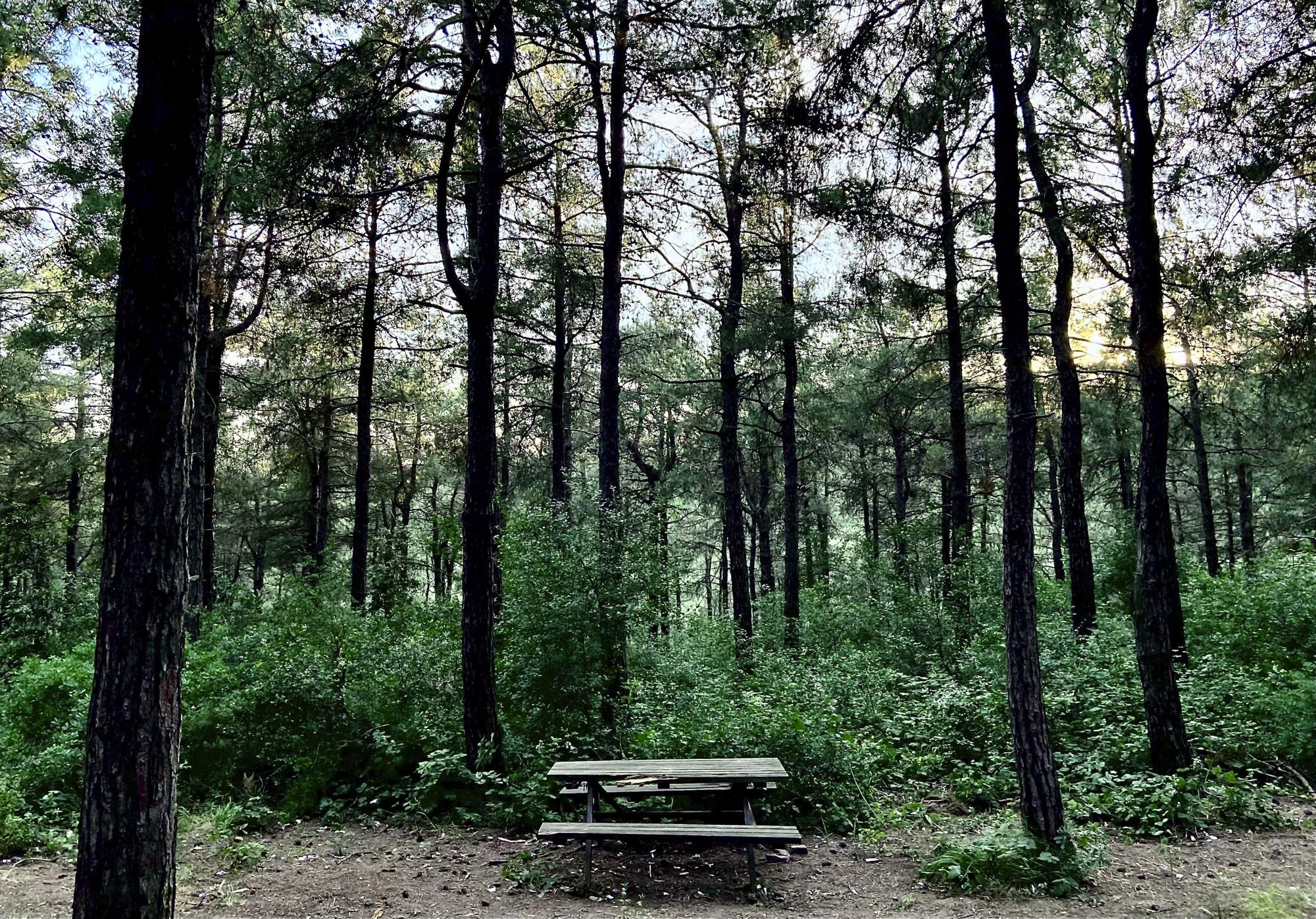 A photo of a wooden bench in Basaksehir forest in Istanbul, Turkey, in this Thursday, June 16, 2022 - iPhone photo. (Photo: Khalil Hamra/AP)