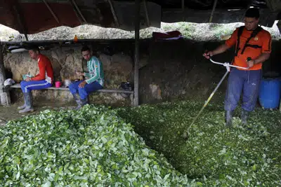 ARCHIVO - Edgar tritura hojas de coca mientras los trabajadores que cosechan las hojas desayunan en la región montañosa de Antioquia, Colombia, el 6 de enero de 2016. Colombia planea unirse a Bolivia en el esfuerzo diplomático para proponer que la hoja de coca sea eliminada de la lista de sustancias sujetas al control internacional de drogas durante la próxima sesión de la Comisión de Estupefacientes de la ONU, dijo la viceministra de Asuntos Multilaterales de Colombia, Laura Gil, el 23 de febrero de 2023 .(AP Foto/Rodrigo Abd, Archivo)