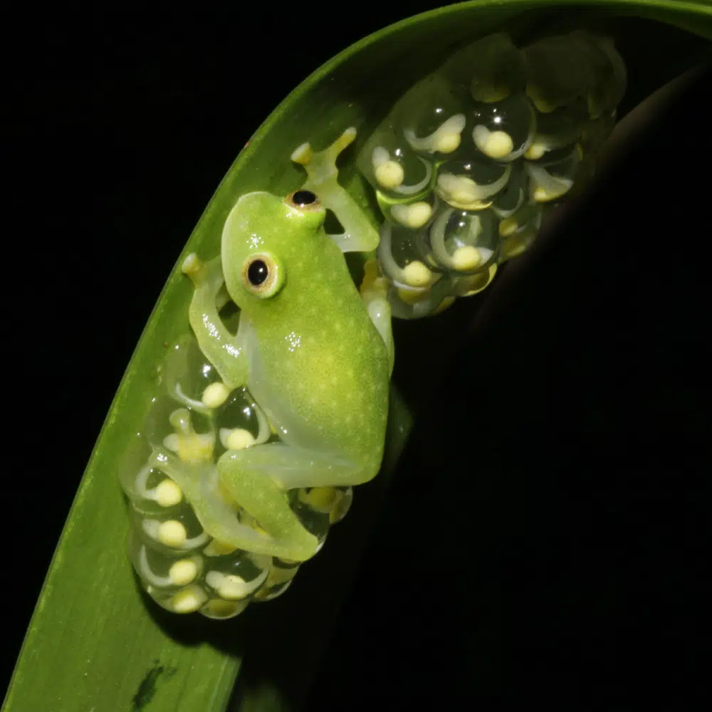 https://apnews.com/article/science-central-america-frogs-4cc7cda0fb78e7bf87e2226bc5be39fa