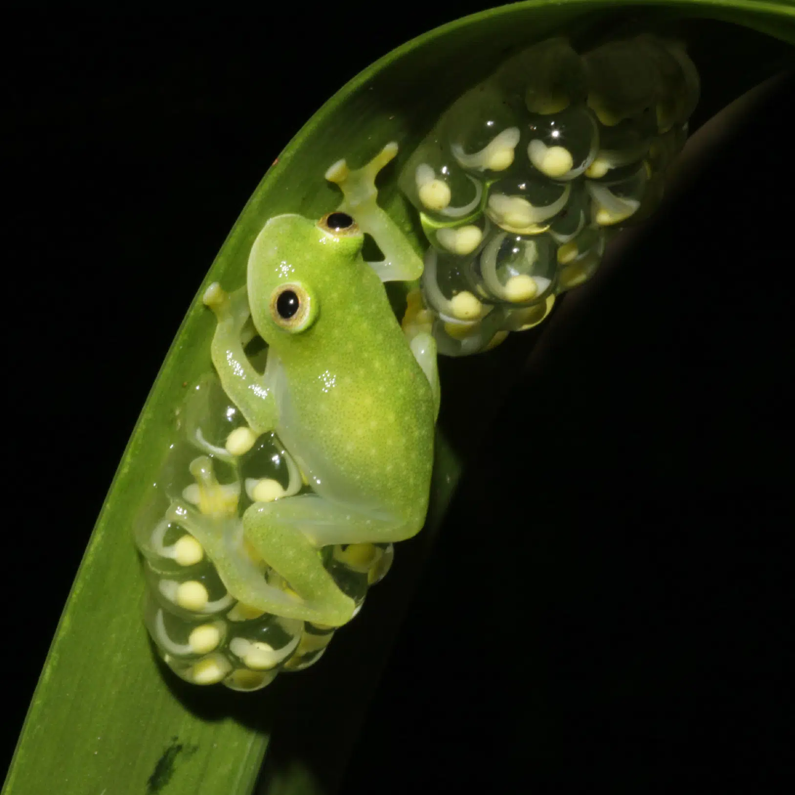 Glass act: Scientists reveal secrets of frog transparency | AP News