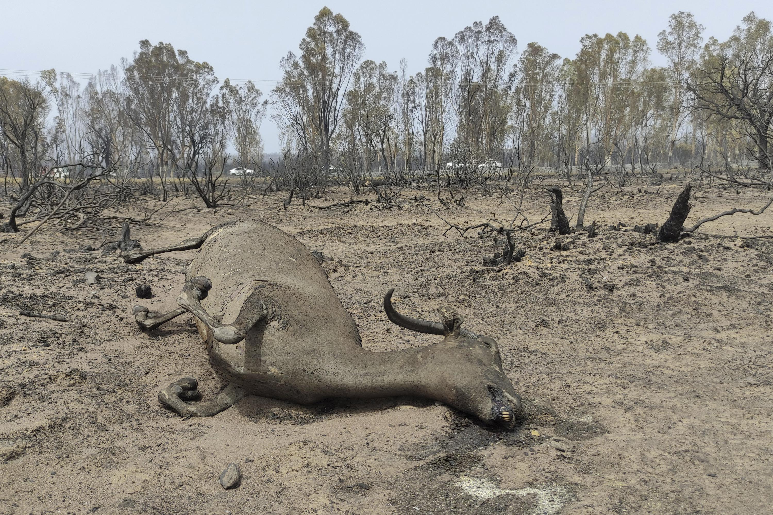 ‘I lost everything’: Algeria reels from deadly wildfires