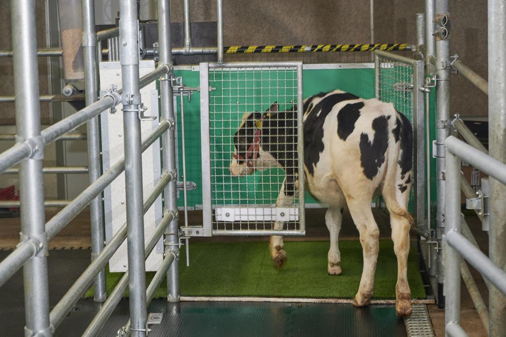 Una vaca entra a una jaula especial donde ha sido entrenada a orinar, como parte de un experimento que busca reducir los desechos de los animales en el medio ambiente. Foto sin fecha, suministrada por el Instituto de Biología Animal de Dummerstorf, Alemania, en septiembre del 2021.  (Thomas Häntzschel/FBN via AP)