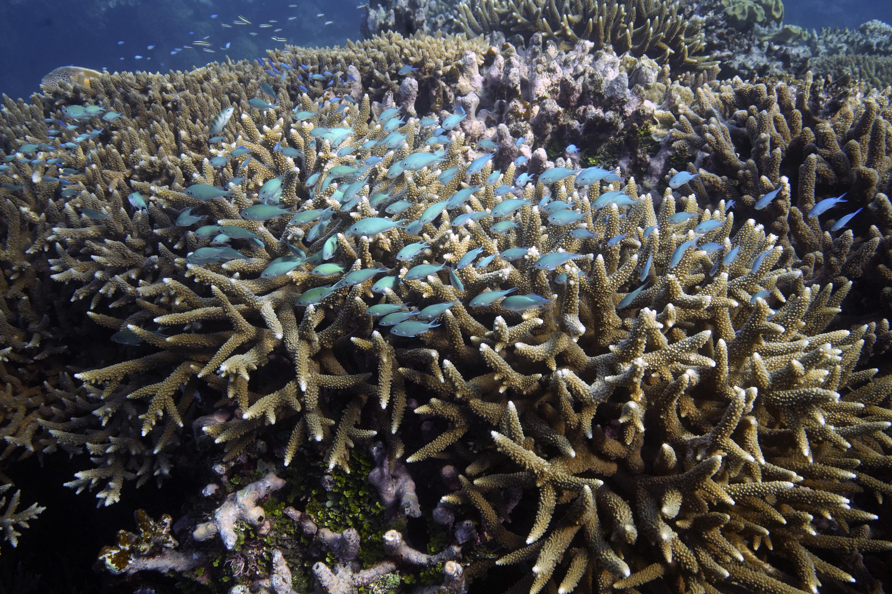 How does the COP15 to the Convention on Biodiversity affect coral