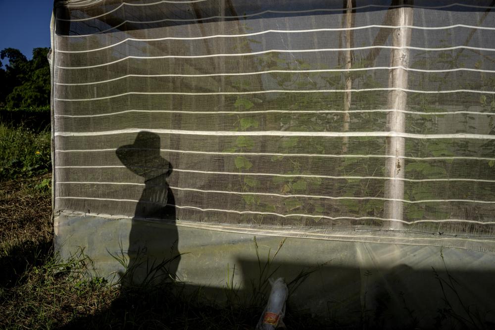 Der Schatten eines Landwirts fällt auf die Abdeckung eines Tomatengewächshauses auf der Vista Hermosa Farm in Bacuranao, östlich von Havanna, Kuba, Donnerstag, 4. August 2022.| Bildquelle: © AP Photo/Ramon Espinosa | Bilder sind in der Regel urheberrechtlich geschützt