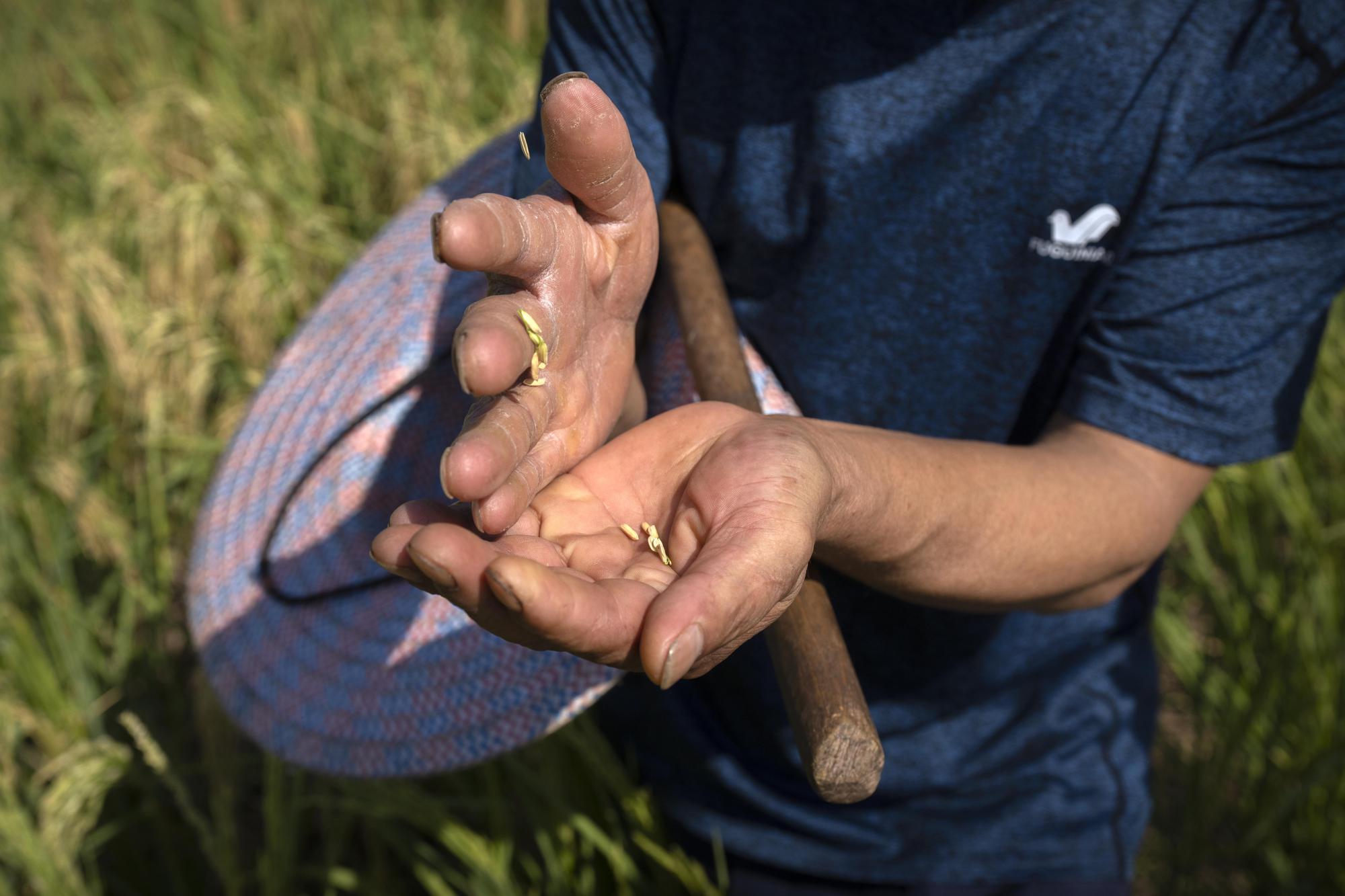 Farmer Li Siming holds grains of rice as he stands in his farm field in Mu'er town on the outskirts of Chonqing, China, Sunday, Aug. 21, 2022. The very landscape of Chongqing, a megacity that also takes in surrounding farmland and steep and picturesque mountains, has been transformed by an unusually long and intense heat wave and an accompanying drought. (AP Photo/Mark Schiefelbein)