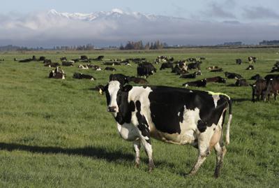 ARCHIVO - Vacas lecheras pastan en una granja cerca de Oxford, Nueva Zelanda, el 8 de octubre de 2018. (AP Foto/Mark Baker, Archivo)