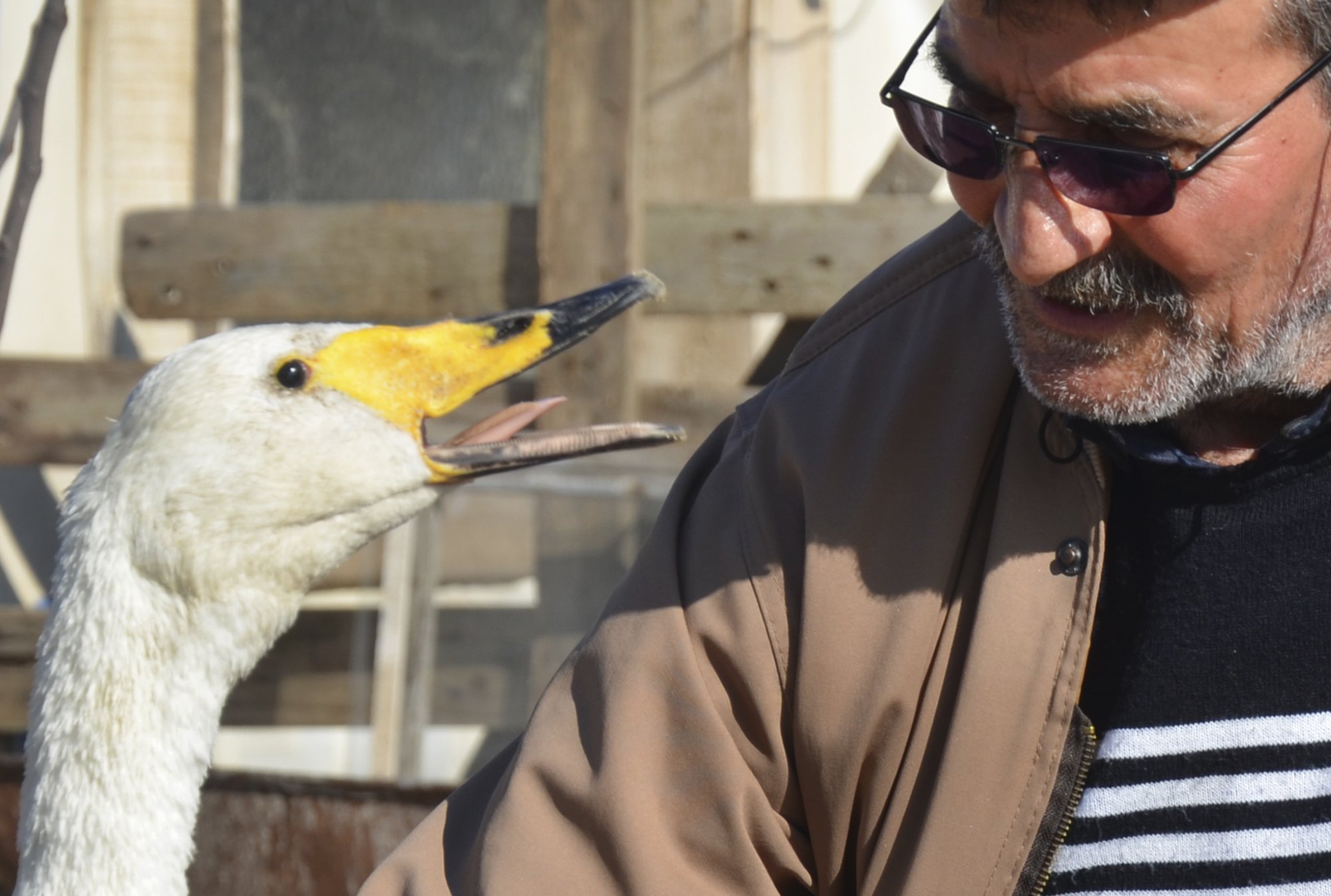 Turkish man joins 37-year-old swan friend