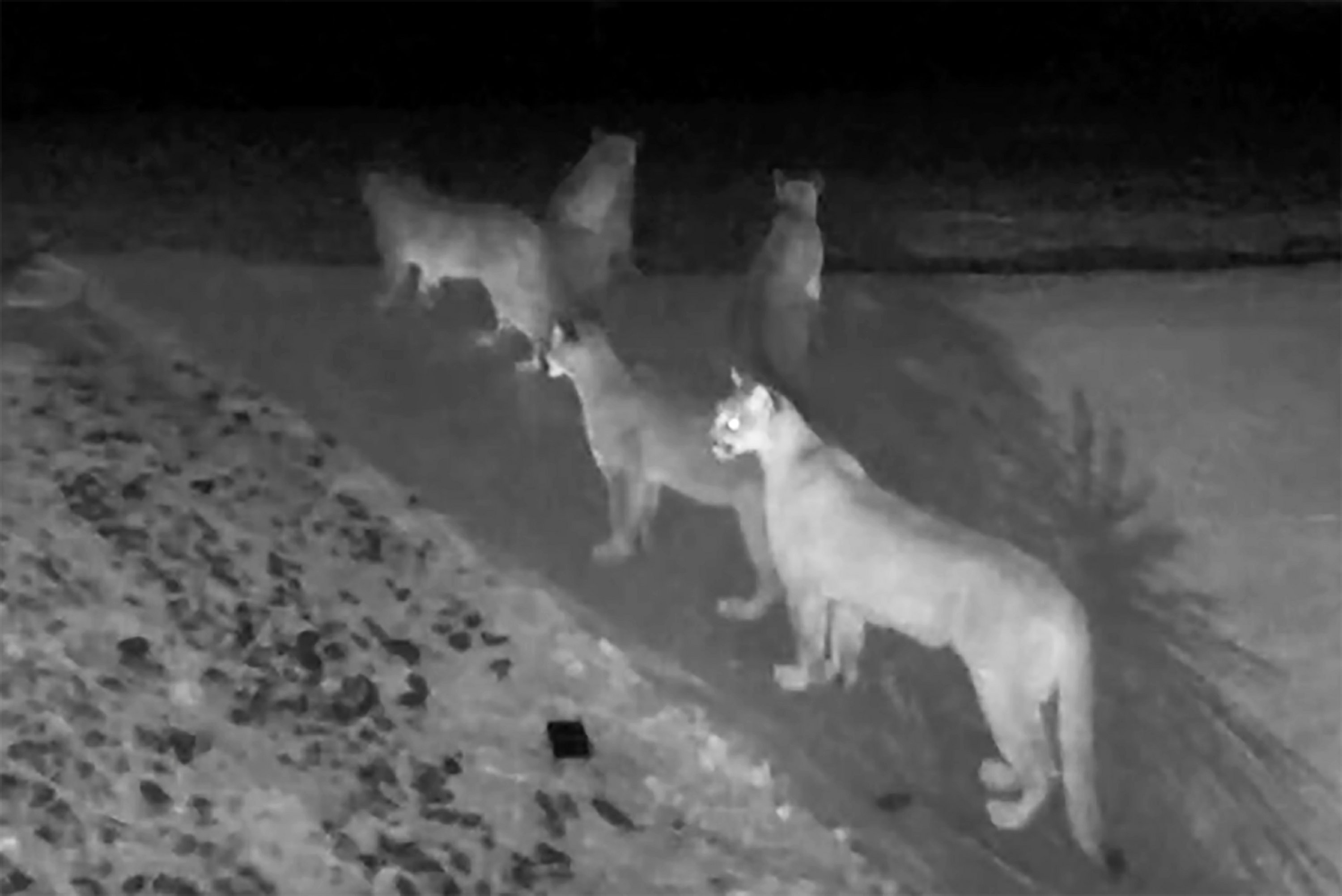 Rare video shows 5 mountain lions together in California AP News