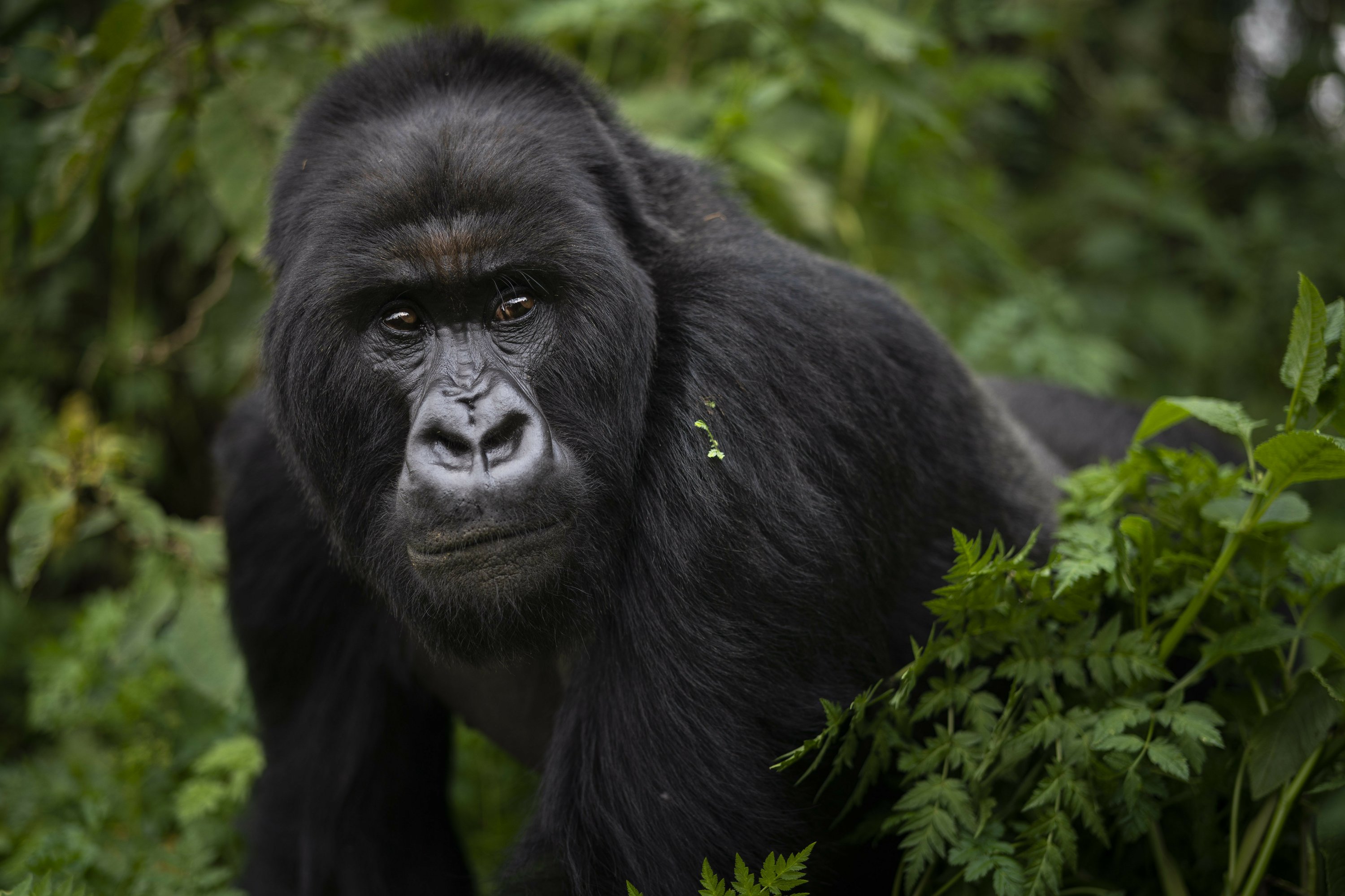 A crowded mountain can make silverback gorillas more violent