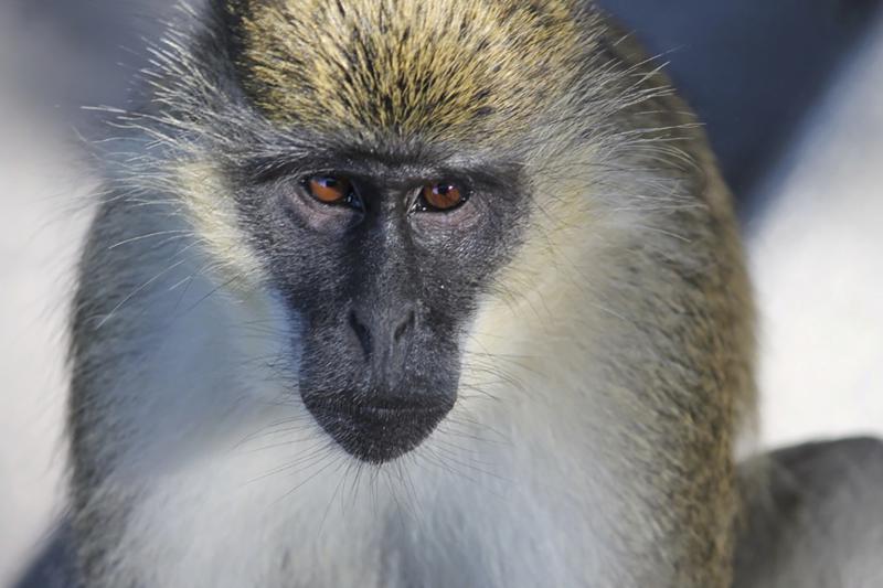 In this undated photo provided by Deborah Williams, a Vervet monkey is seen in Dania Beach, Fla. Williams, is the lead author of a study that determined where a colony of monkeys that has lived for about 70 years in urban South Florida came from. In 1948 a group of monkeys escaped from the Dania Chimpanzee Farm. Most were captured, but some disappeared into the mangrove swamp. The study determined that 41 descendants live in the area today. (Deborah Williams via AP)