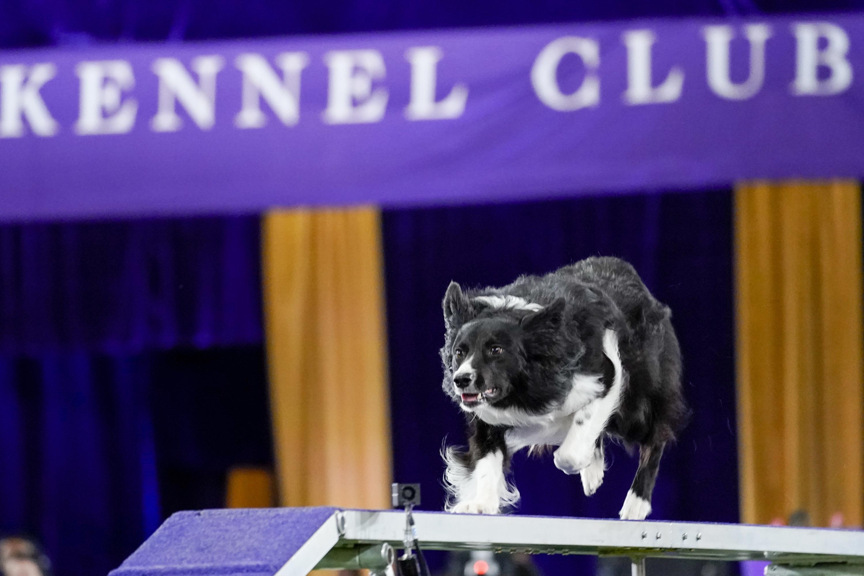 Border collie Verb wins agility title at one of a kind Westminster