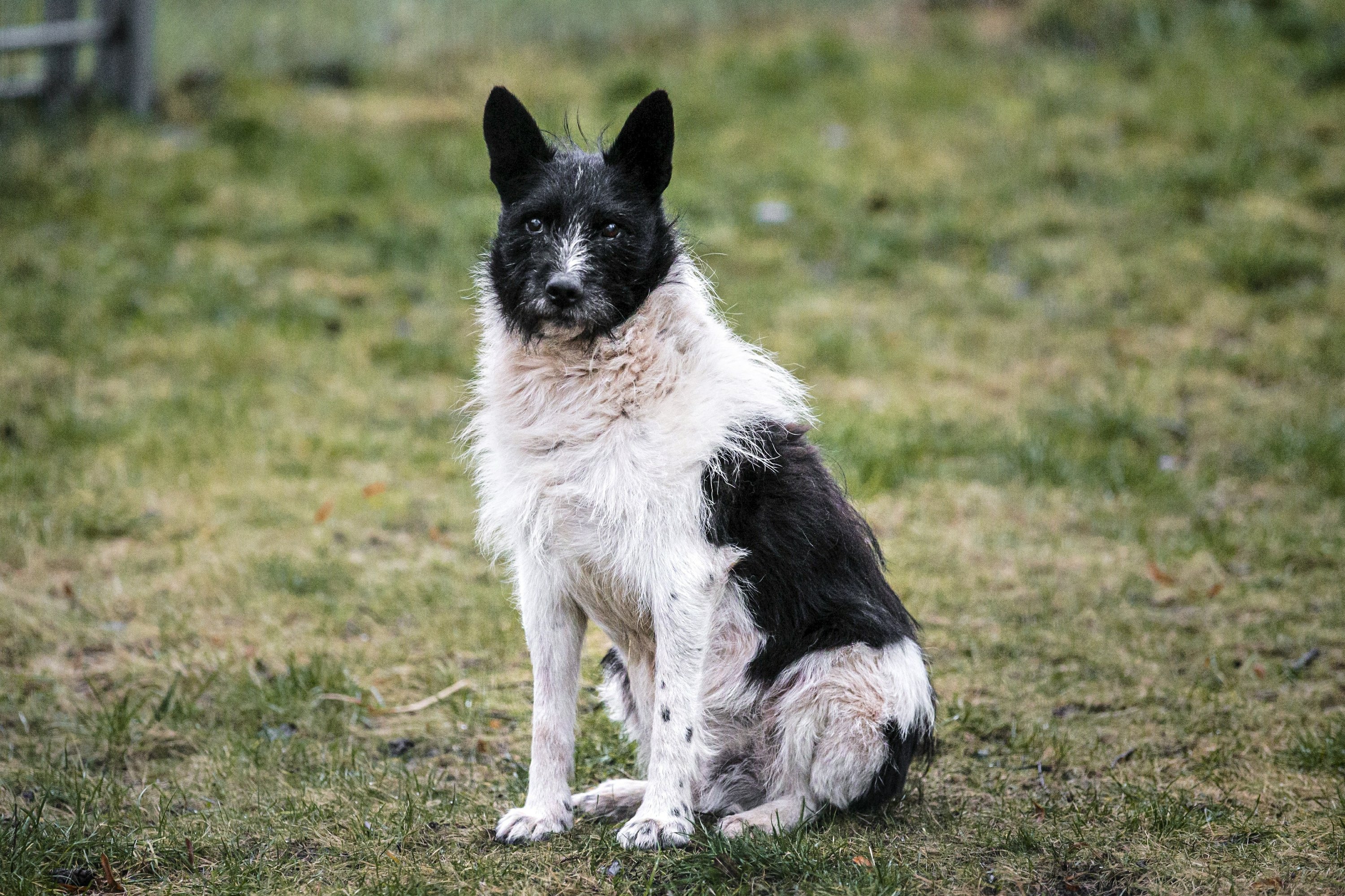 The Estonians raise a statue and give it home to their beloved stray dog