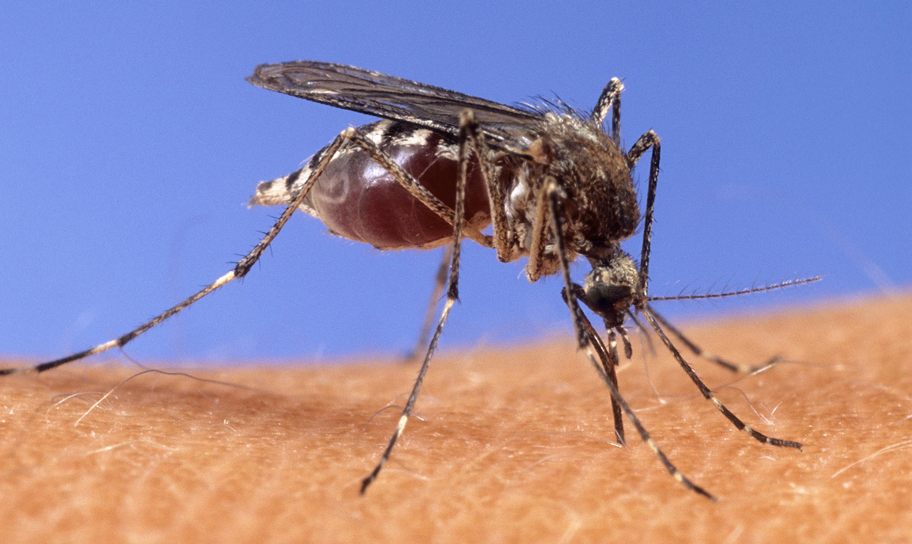 How to Control Mosquitoes Without Killing Pollinators and Other