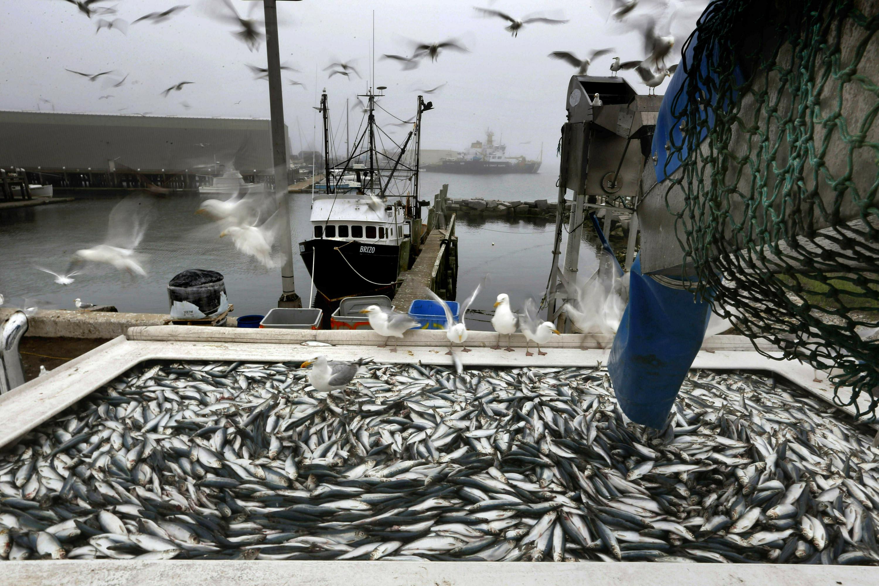 petition: Demand an End to the Purse Seine/Gill Nets in Mississippi,  Mississippi