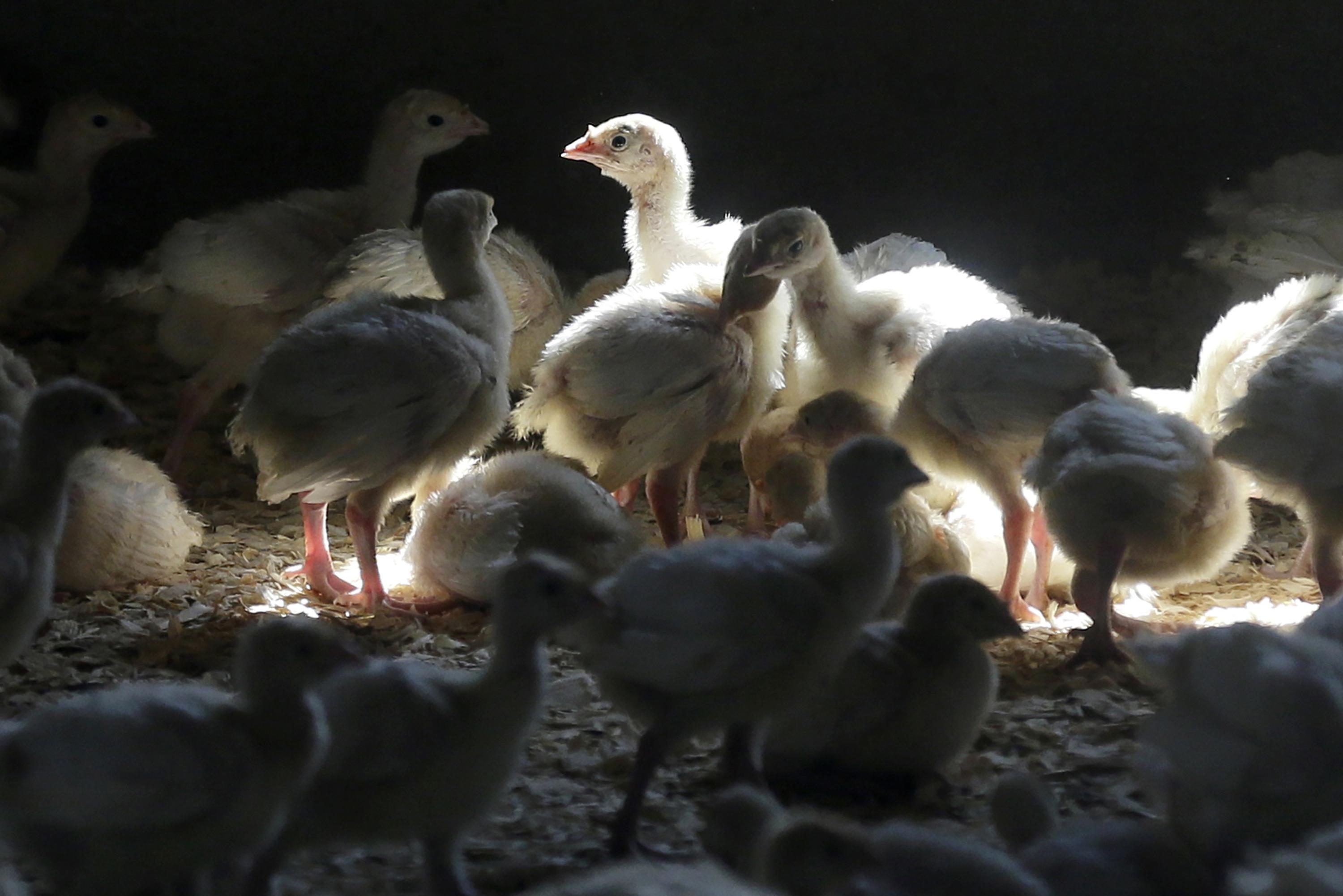 First recent US case of human bird flu confirmed in Colorado AP News