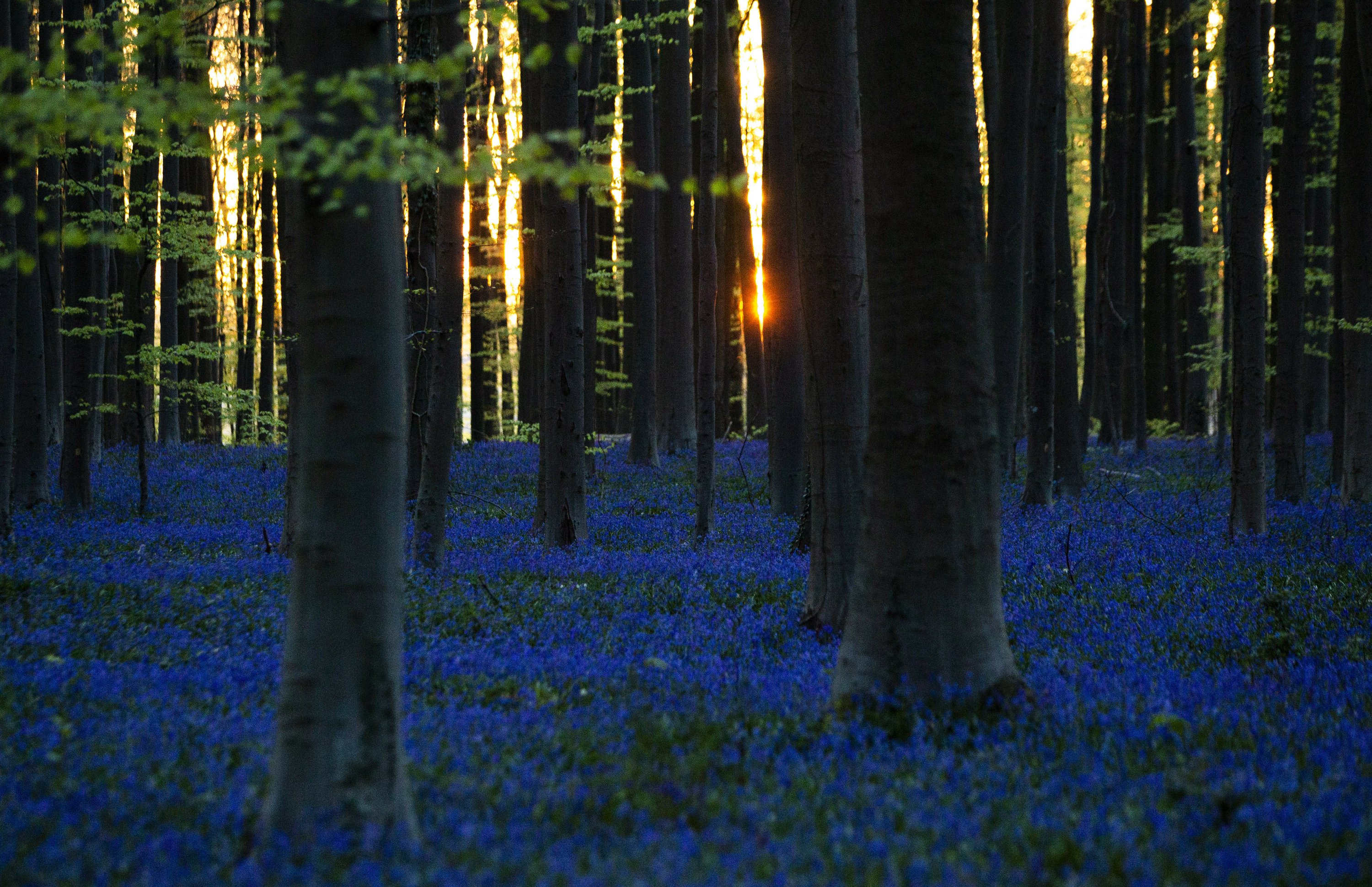 Belgian Bluebells Are Too Beautiful To See During Pandemic Belgian Bluebells Are Too Beautiful To See During Pandemic