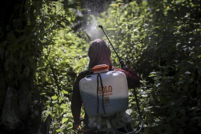 Dangerous Rape And Sex - Rape, abuses in palm oil fields linked to top beauty brands | AP News