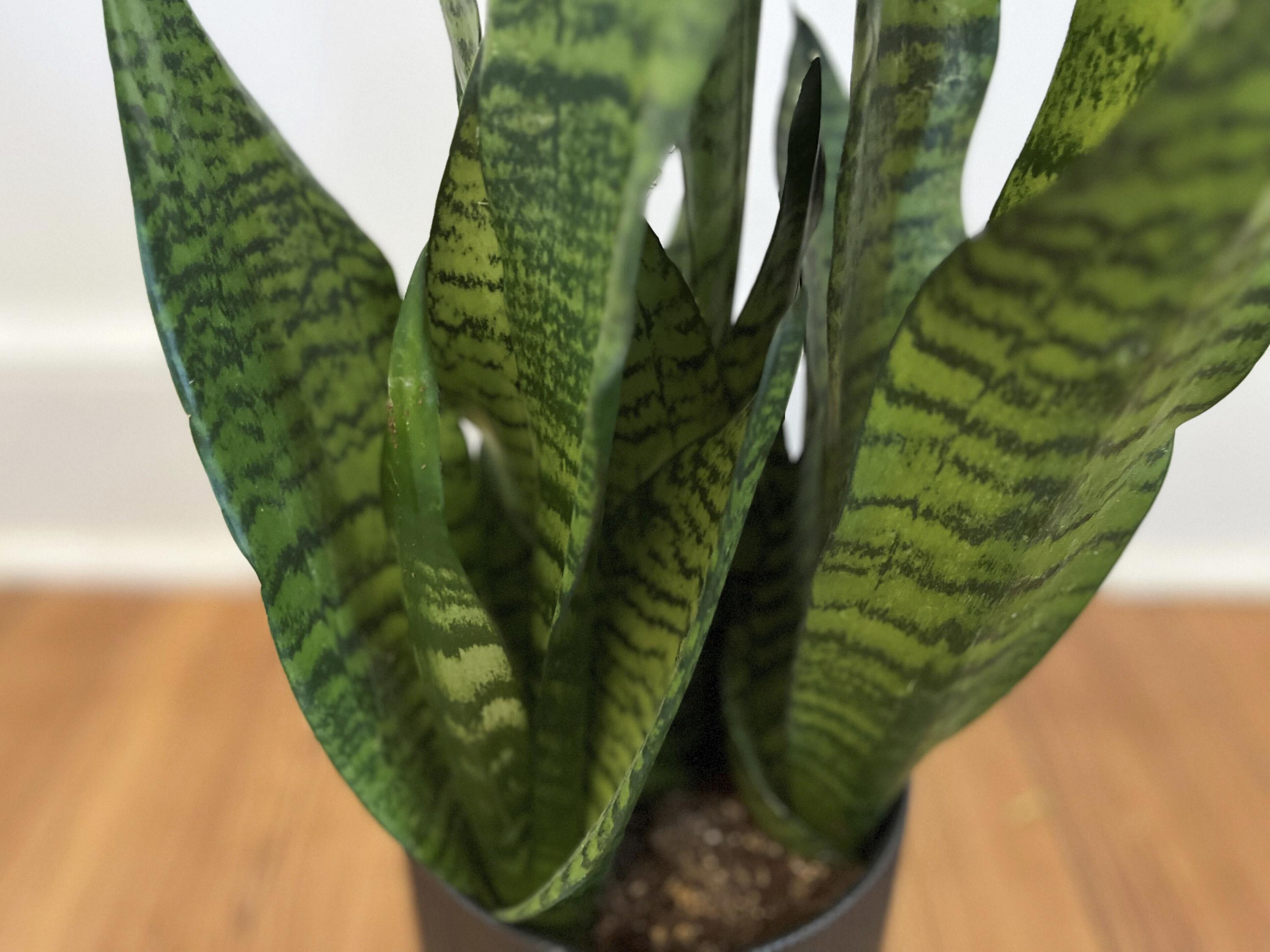 DIY Artificial Snake Plant  How to make Indoor Plant 