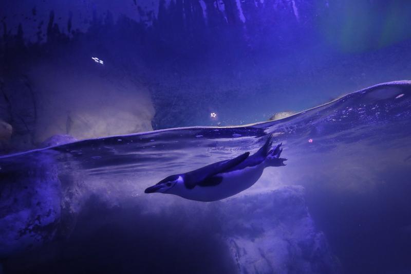 A penguin swims in an enclosure housing gentoo and chinstrap penguins at Mexico City’s Inbursa Aquarium on Jan. 13, 2021. (AP Photo/Rebecca Blackwell)