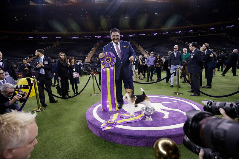 Gabriel Rangel poses for photographs with King, a wire fox terrier, after King won Best in Show at the 143rd Westminster Kennel Club Dog Show on Tuesday, Feb. 12, 2019, in New York. (AP Photo/Frank Franklin II)