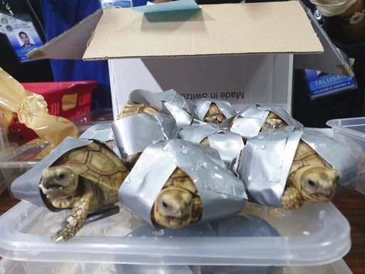 Over 1,500 turtles found inside luggage in Philippines 512