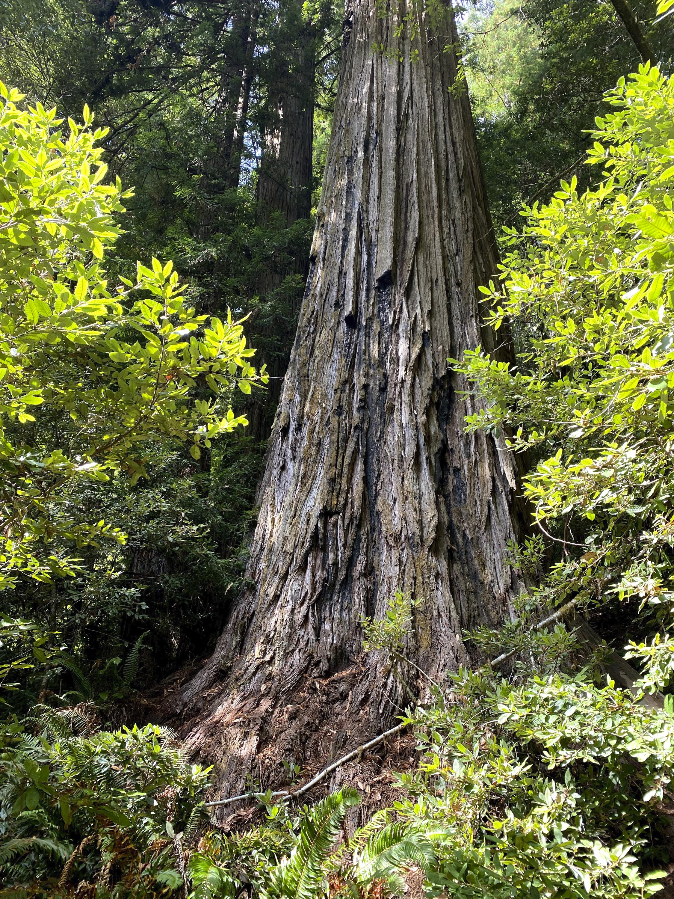 Unnamed redwood tree mistaken as the world’s tallest tree AP News