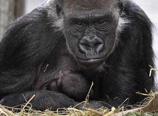 At the zoo: Gorilla mother Changa Maidi holds her baby