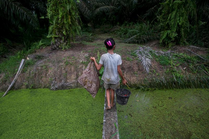 A child carries palm kernels collected from the ground across a creek at a palm oil plantation in Sumatra, Indonesia, Monday, Nov. 13, 2017. Child labor has long been a dark stain on the $65 billion global palm oil industry. Though often denied or minimized as kids simply helping their families on weekends or after school, it has been identified as a problem by human rights groups, the United Nations and the U.S. government. (AP Photo/Binsar Bakkara)