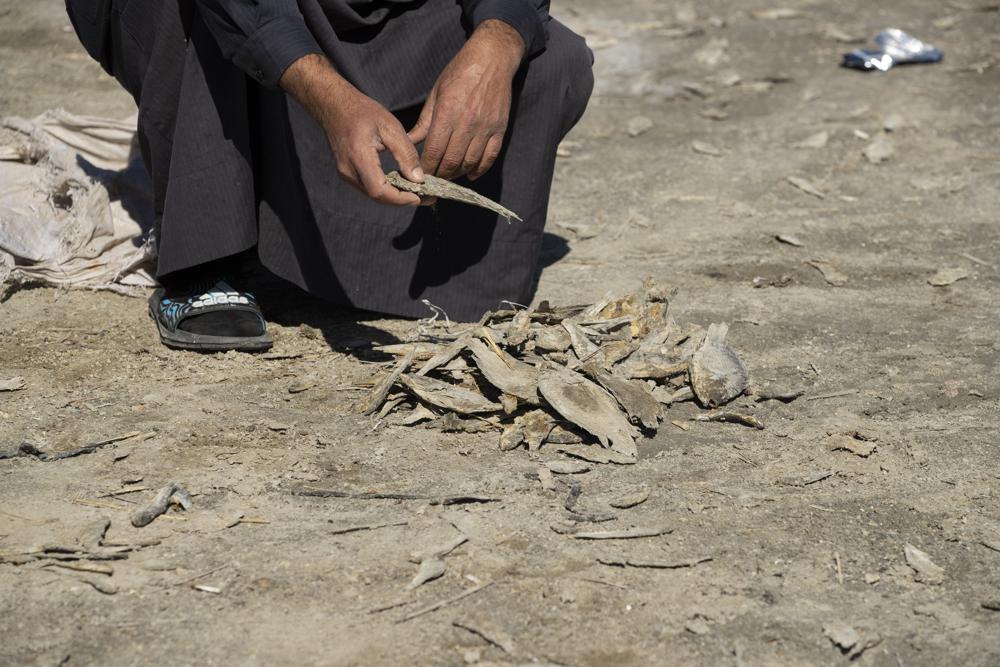 An Iraqi fisherman collects dead fish near Razzaza Lake, also known as Lake Milh, Arabic for salt, in the Karbala governorate of Iraq, Feb. 14, 2022. Hundreds of families used to rely on fishing in the lake for their livelihood. Now the number of dead fish that turns up is bigger than the number of live fish they can catch. (AP Photo/Hadi Mizban)