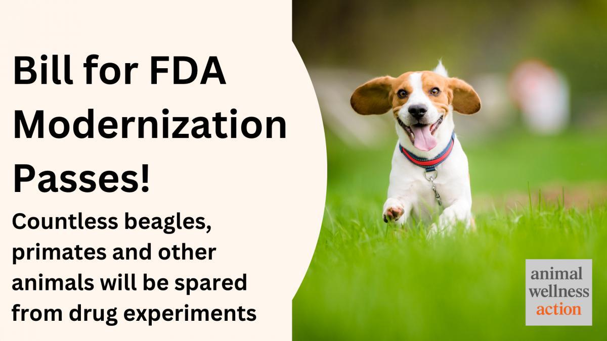 Congress Approves Landmark Measure to Reduce Animal Testing Congress Approves Landmark Measure to Reduce Animal Testing