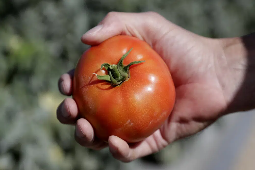 FILE - A farm manager holds a ripe tomato on March 28, 2020, in Homestead, Fla. Florida's citrus, fruit and vegetable crops appear to have escaped any widespread damage from some of the coldest weather in years, officials with state growers' associations said Tuesday, Dec. 27, 2022. (AP Photo/Lynne Sladky, File)