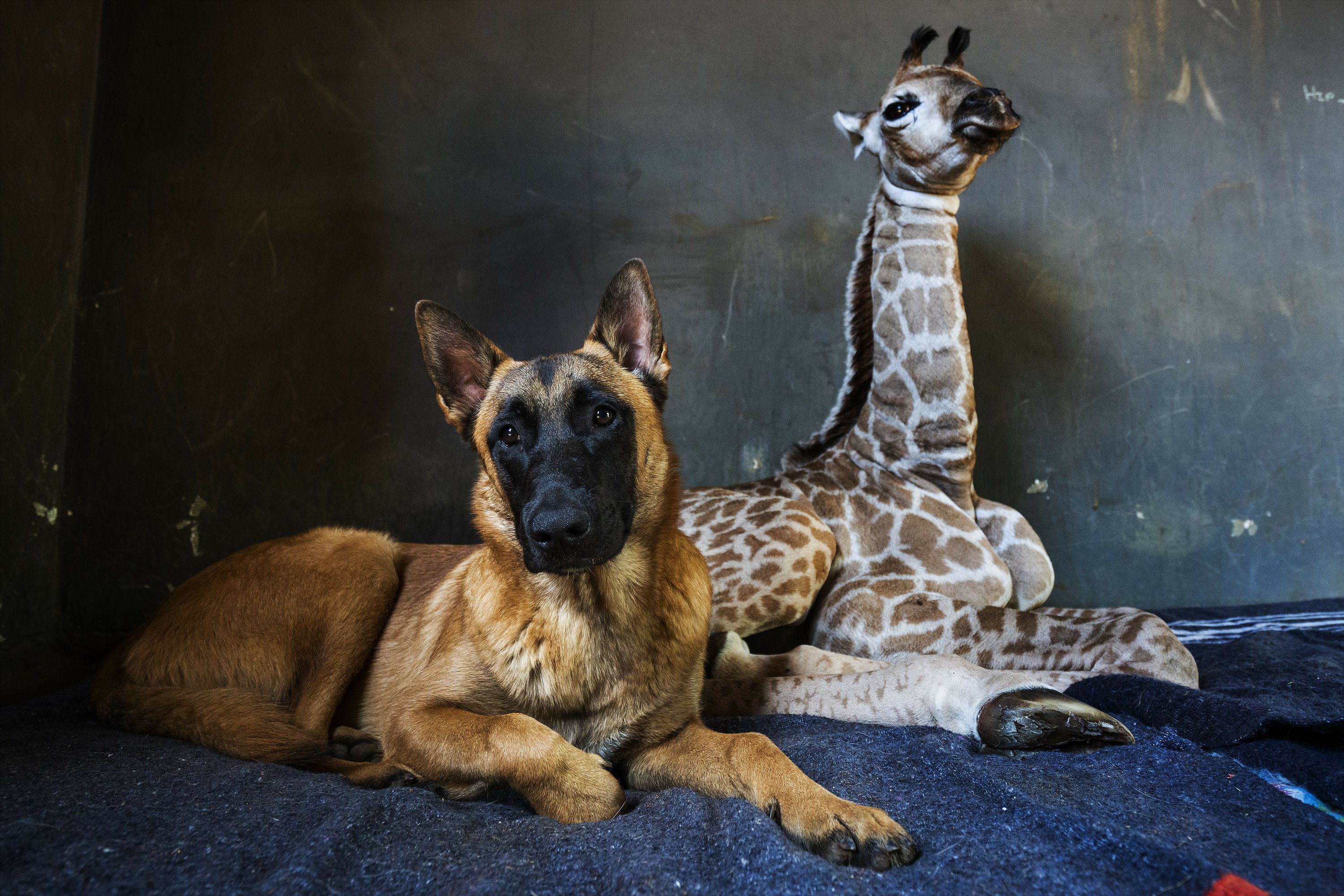 Dog befriends baby giraffe after abandoned in South Africa