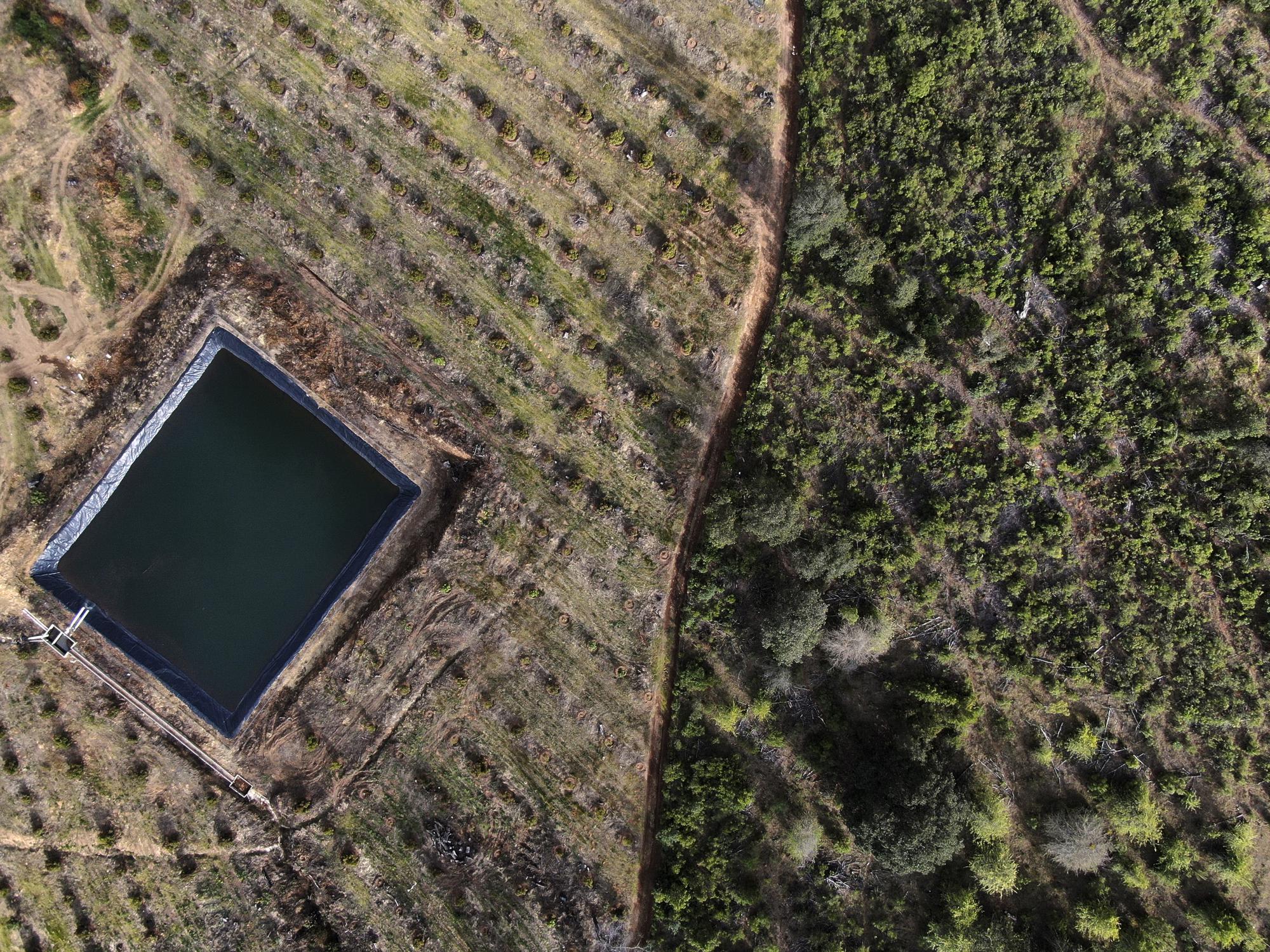 Mexican Town Protects Forest from Avocado Growers, Cartels