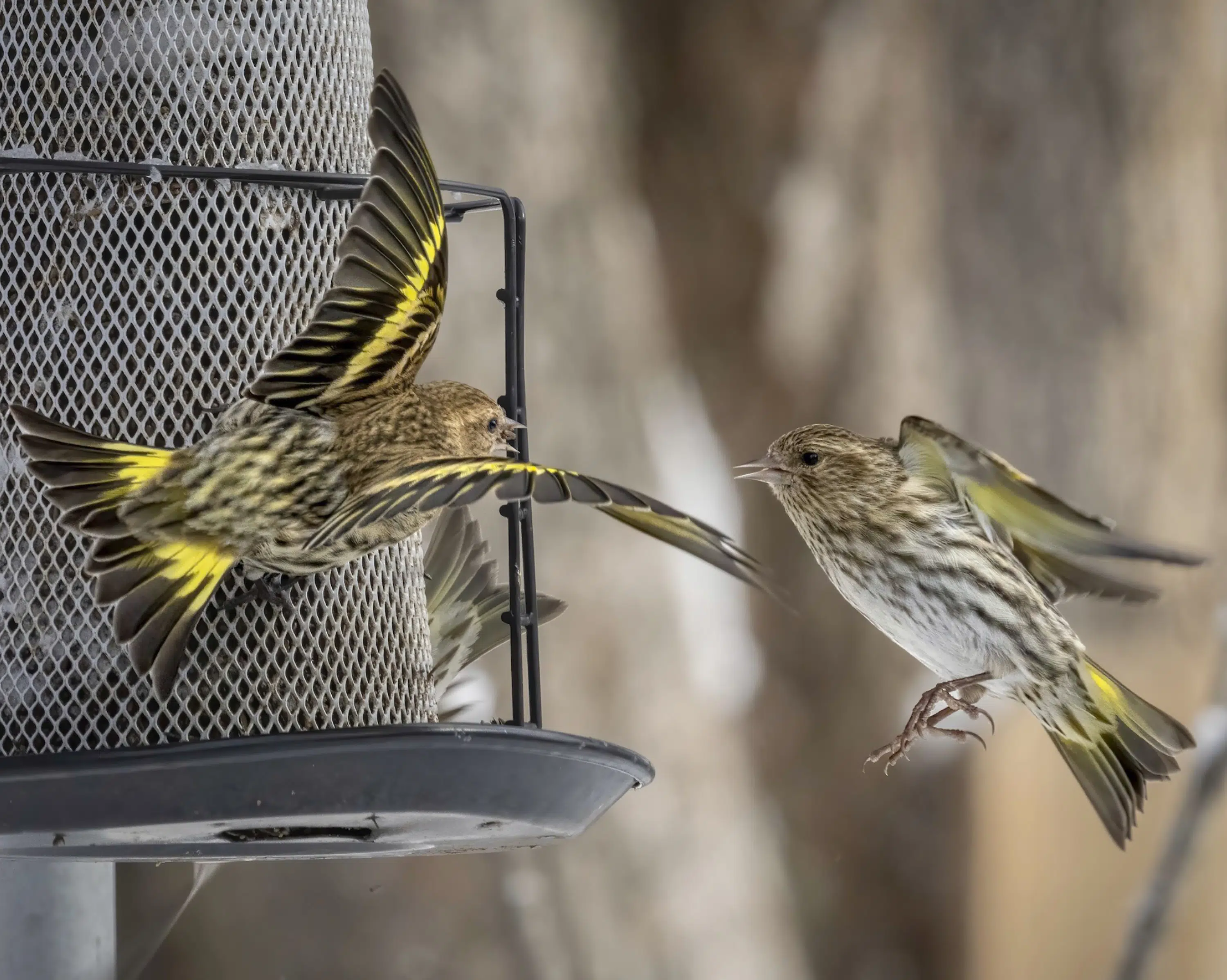 Gear, goods to celebrate birds and a big global count