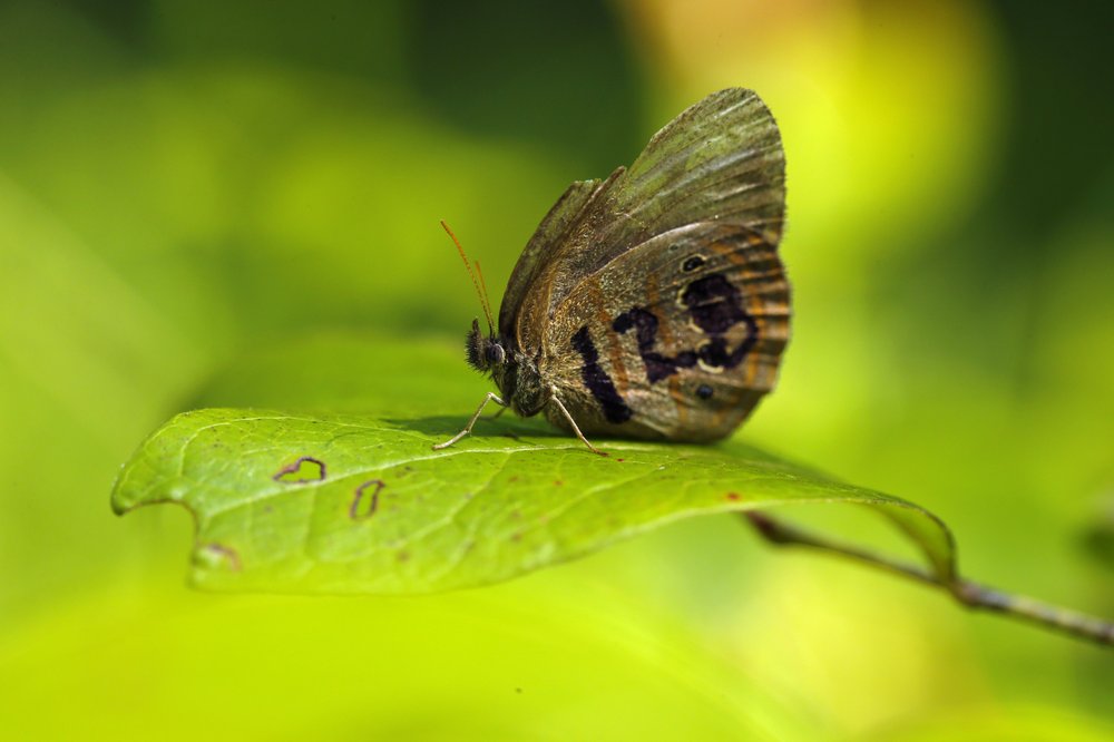 Butterfly sitting on a leaf