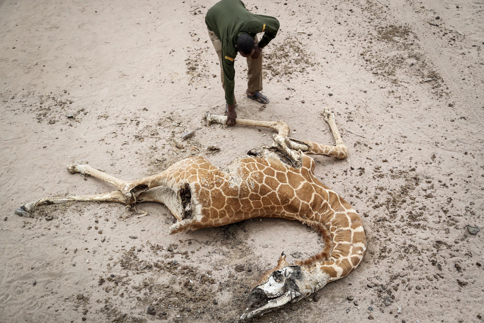 FILE - Mohamed Mohamud, a ranger from the Sabuli Wildlife Conservancy, looks at the carcass of a giraffe that died of hunger near Matana Village, Wajir County, Kenya, Monday, Oct. 25, 2021. The United Nations on Monday, Feb. 28, 2022, released a new report on climate change. (AP Photo/Brian Inganga, File)