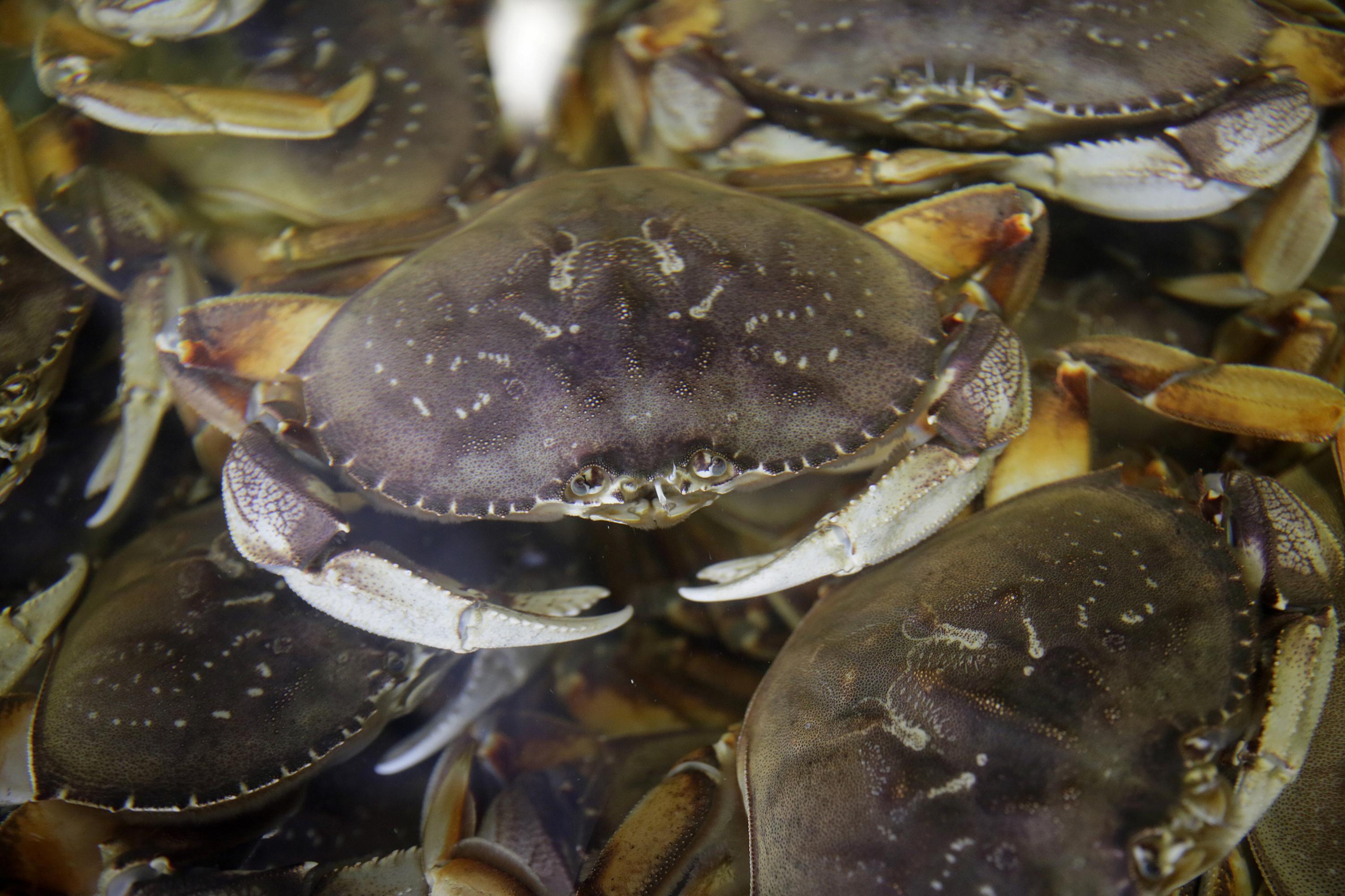 California's commercial Dungeness crab season opens Dec. 31 AP News