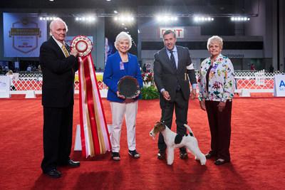 royal canin cocker spaniel junior