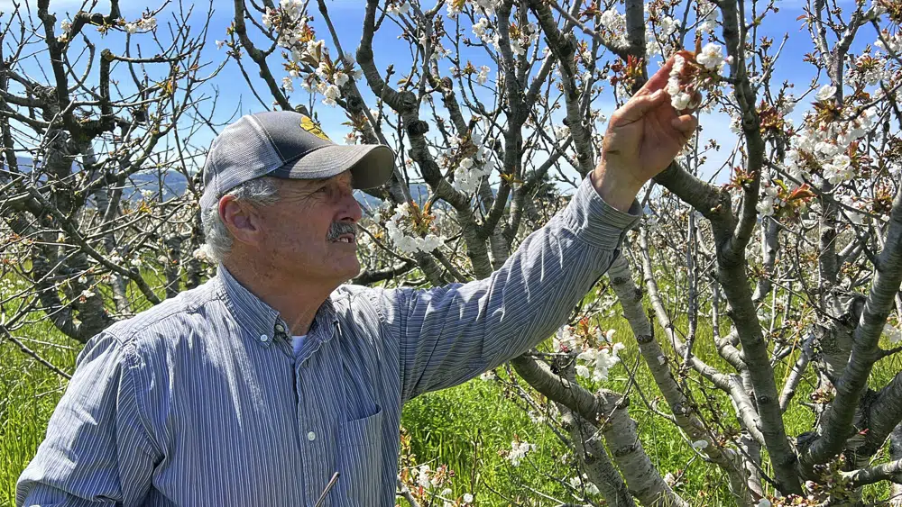 El apicultor Gene Brandi cuida sus colmenas en un huerto de cerezos en San Juan Bautista, California, el jueves 6 de agosto de 2023. (Foto AP/Terry Chea)